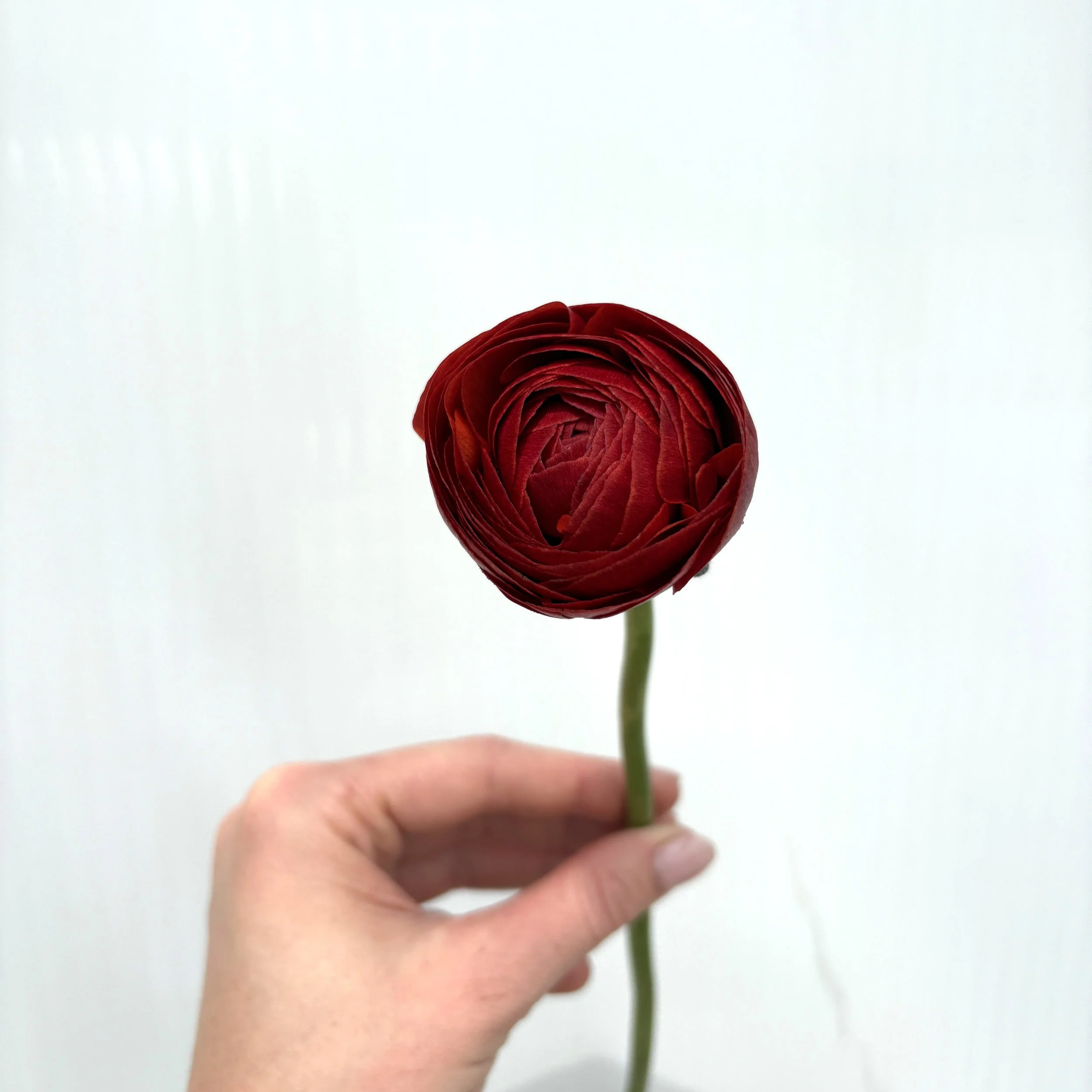 chocolate+edit.png