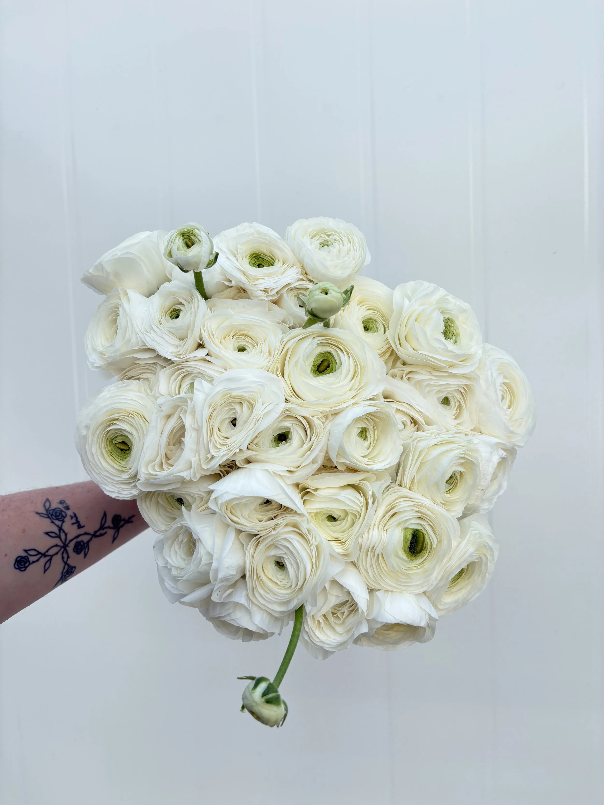 White Background.JPG