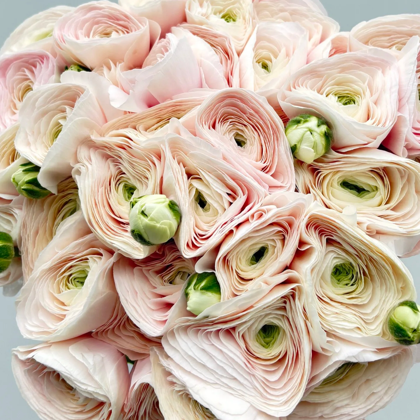 Blush