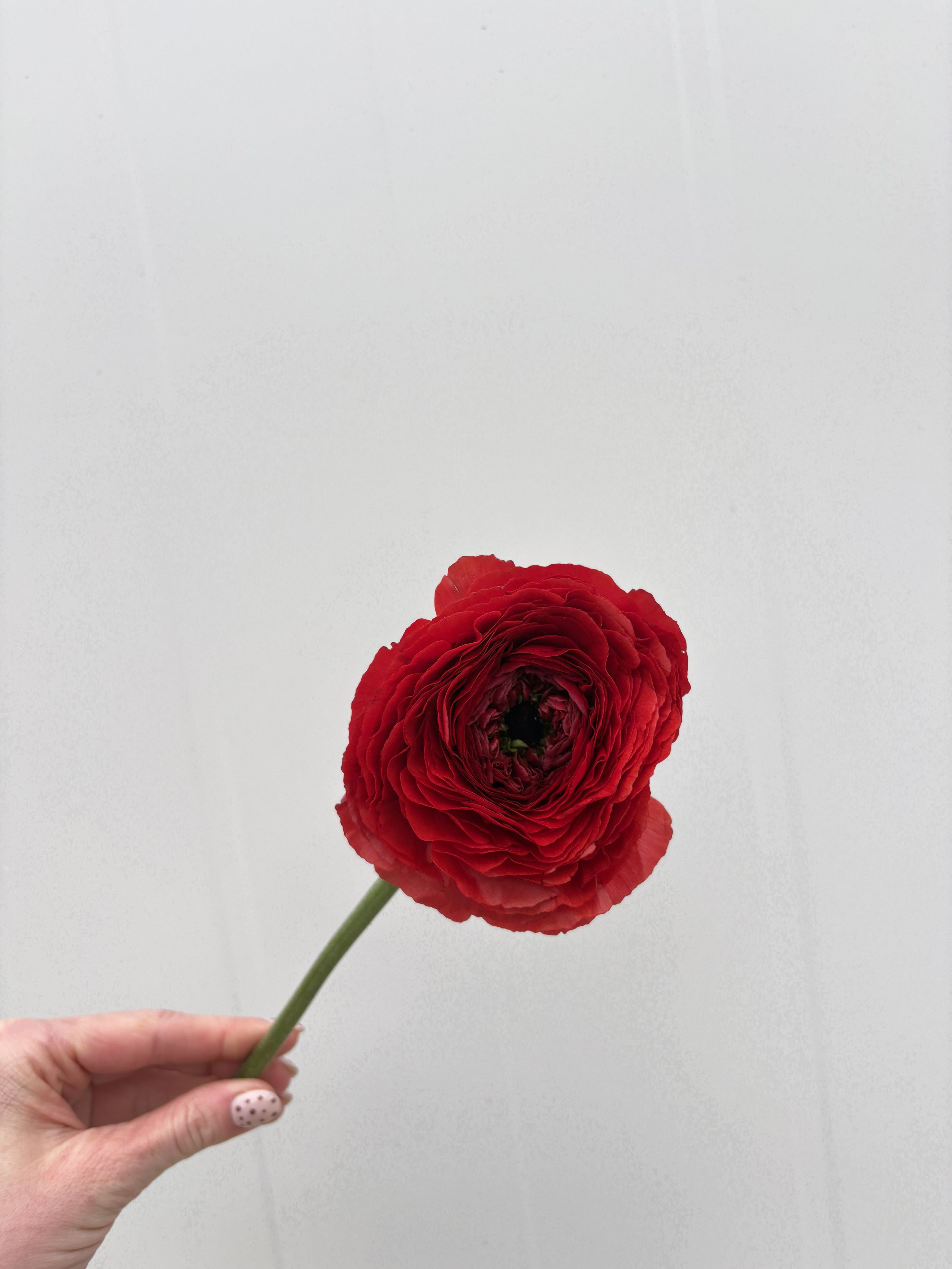 Copy of IMG_9747.JPG