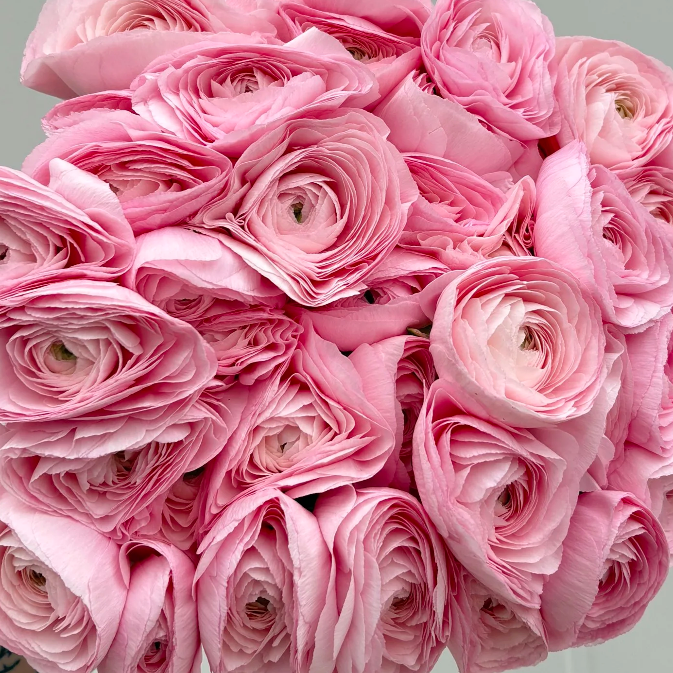 Lady pink