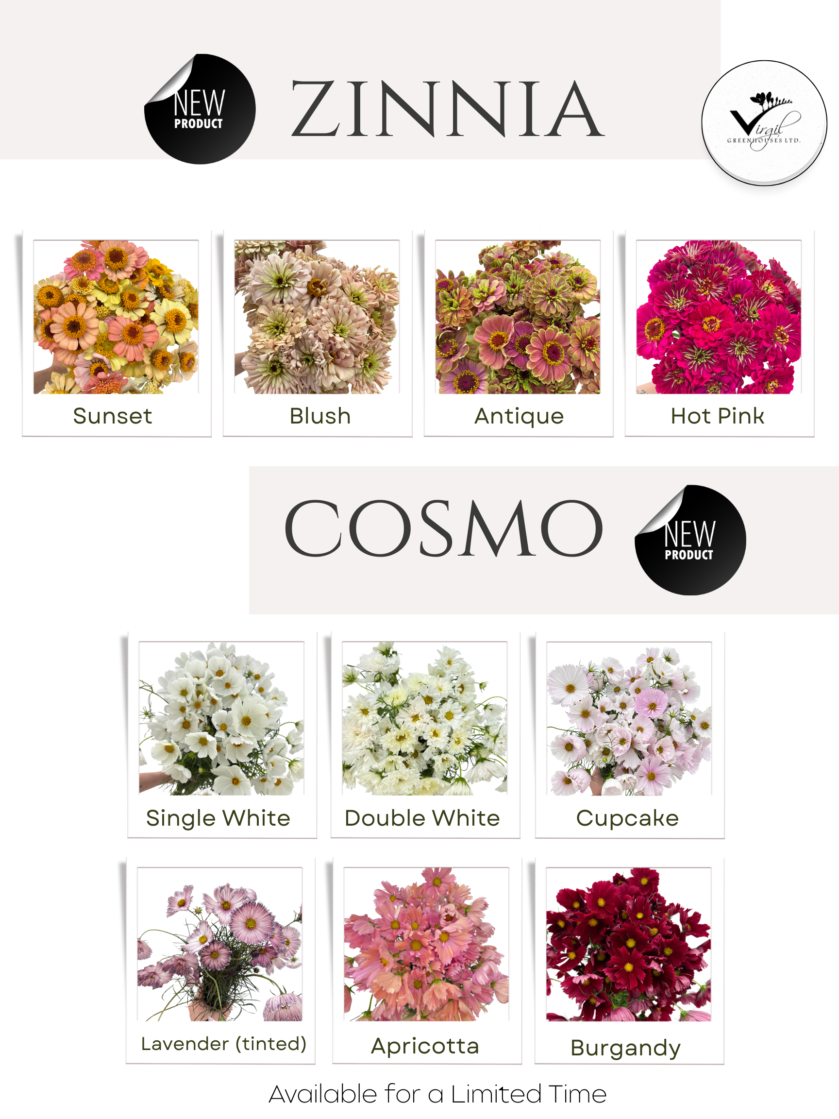 Zinnia and Cosmos
