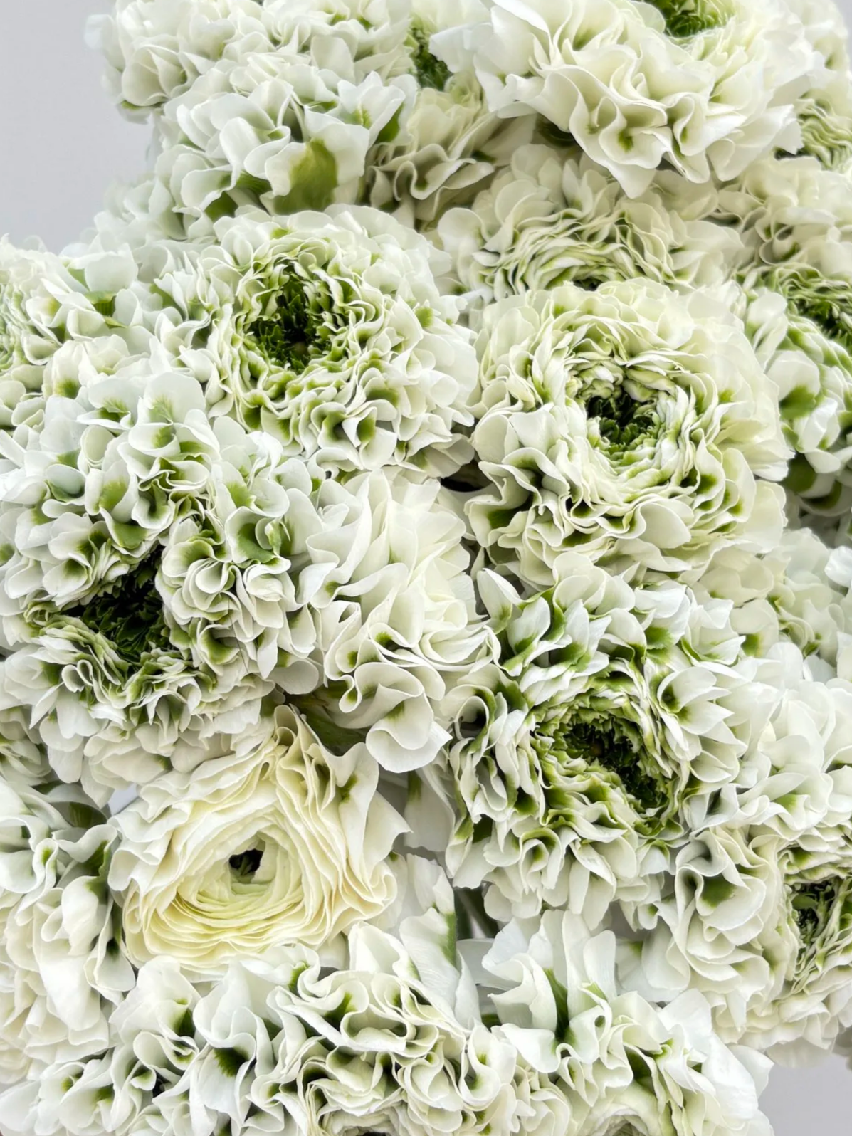 White PonPon 