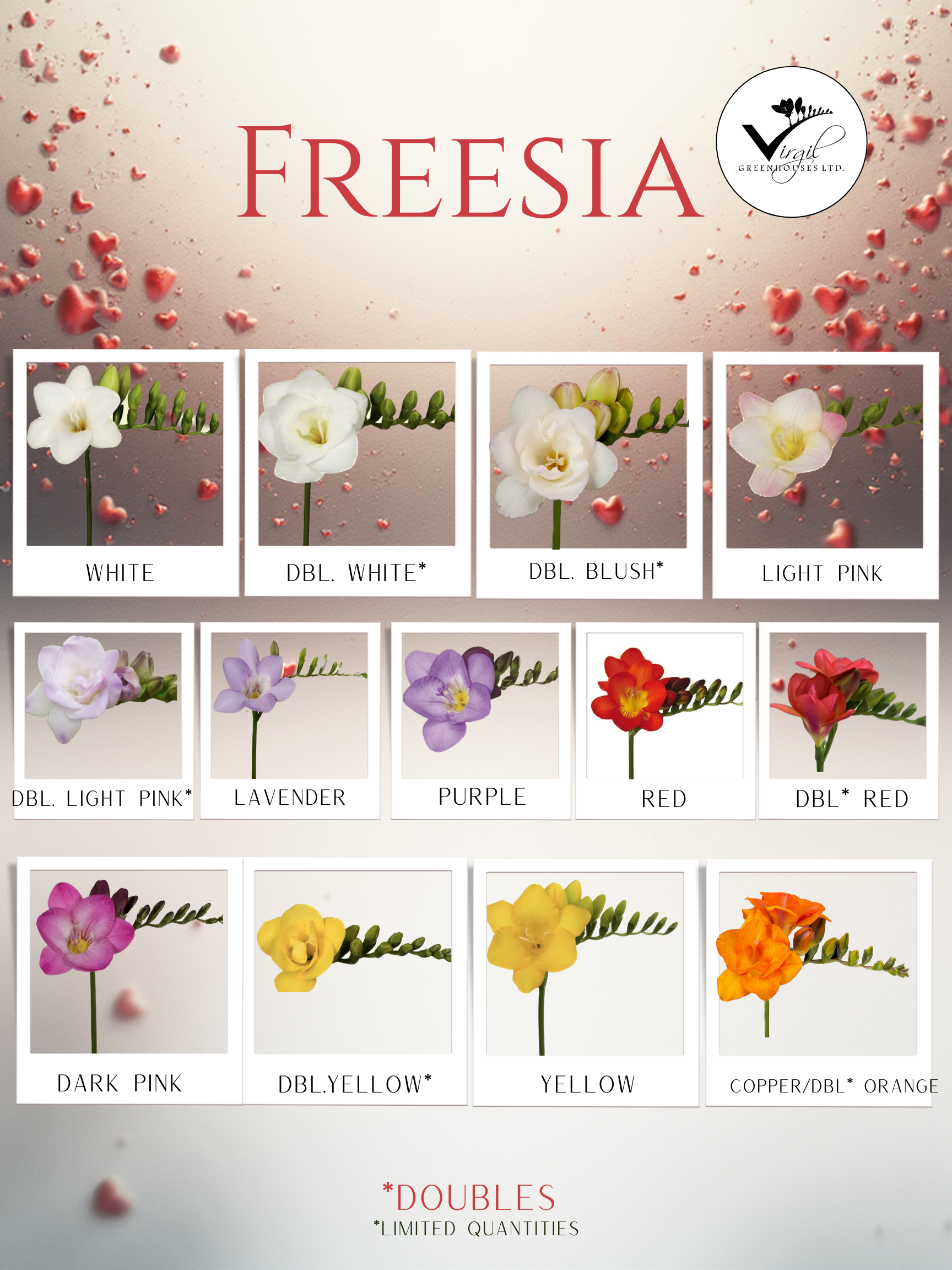 Freesia