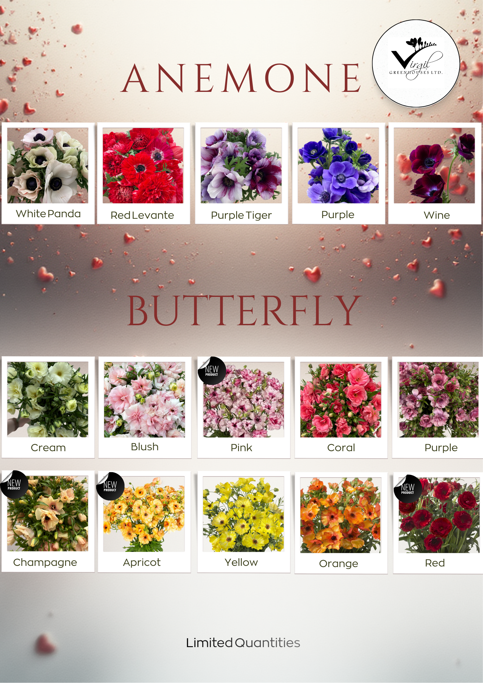 Anemone &amp; Butterfly