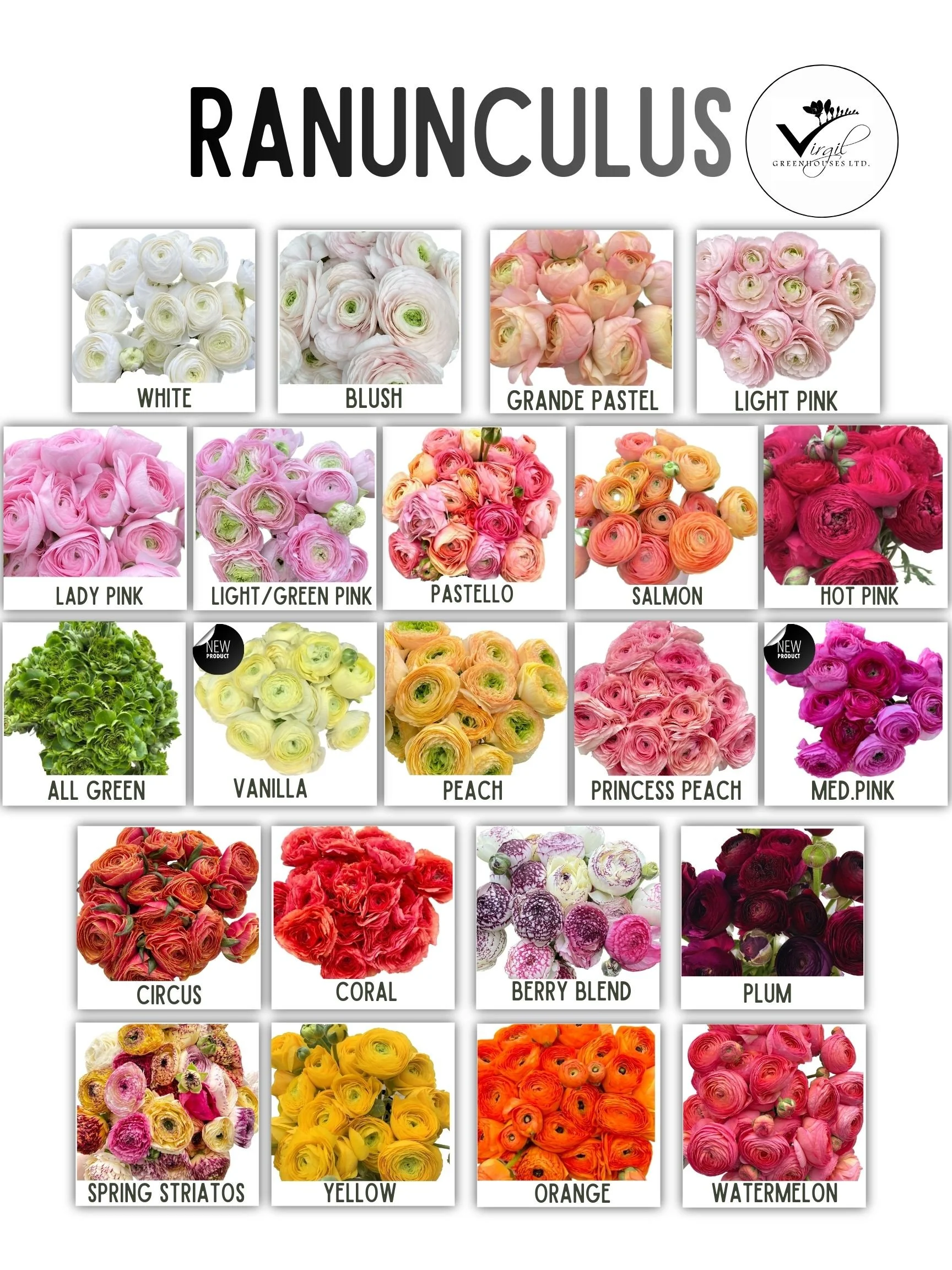 RANUNCULUS  (2).jpg