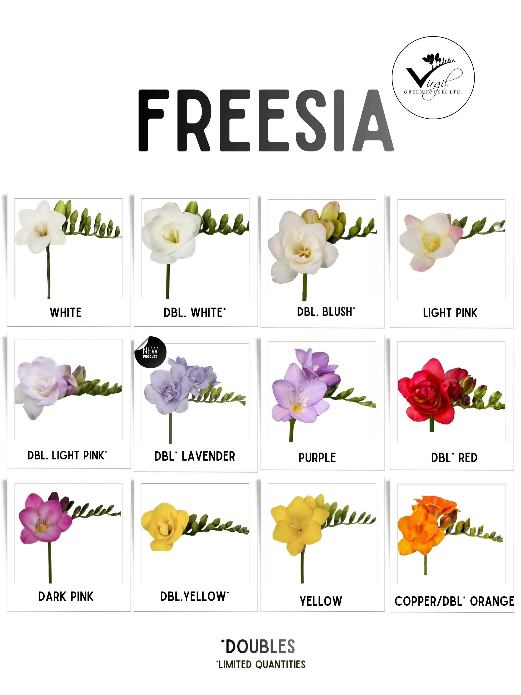 FREESIA  (4).jpg