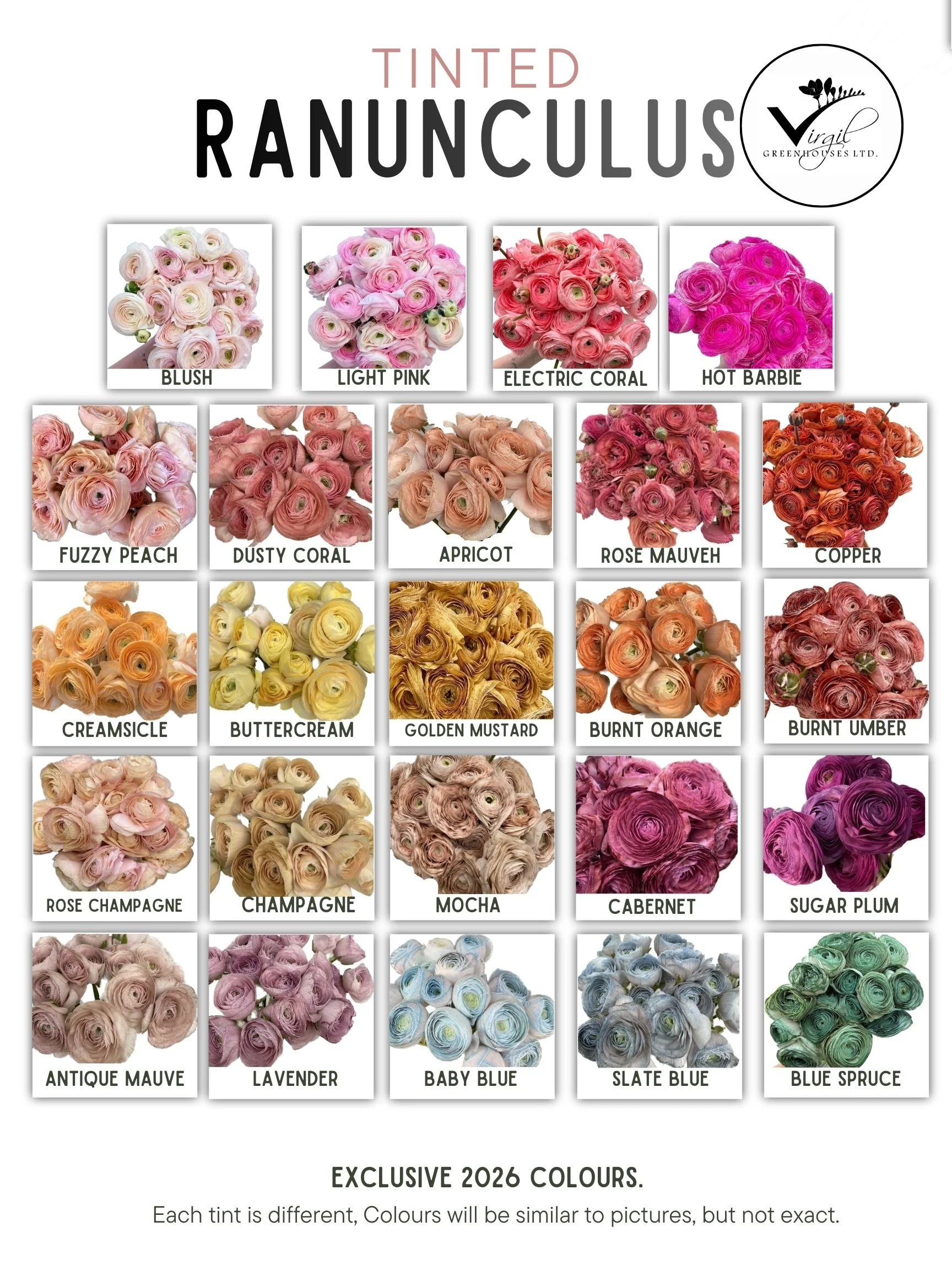 2026 Tinted Ranunculus (3).jpg