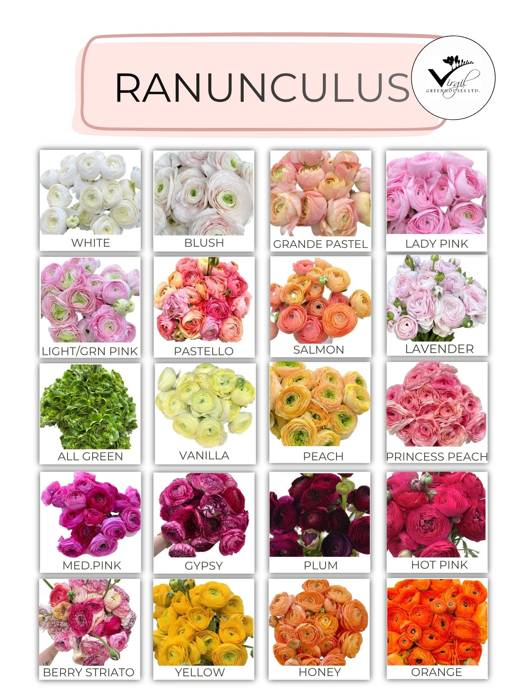 MAY 2026 RANUNCULUS  (2).jpg