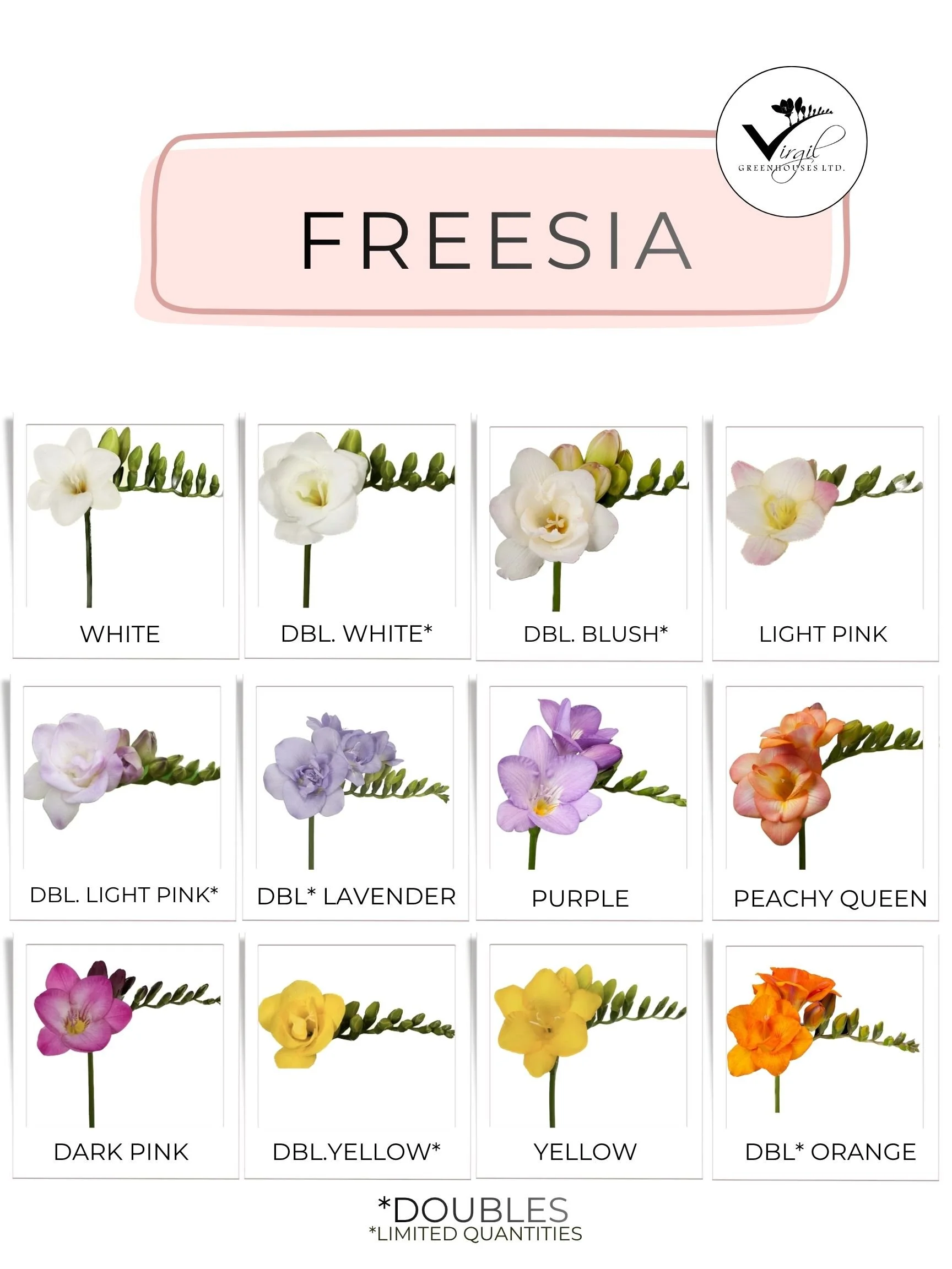 May 2026  FREESIA  (1).jpg
