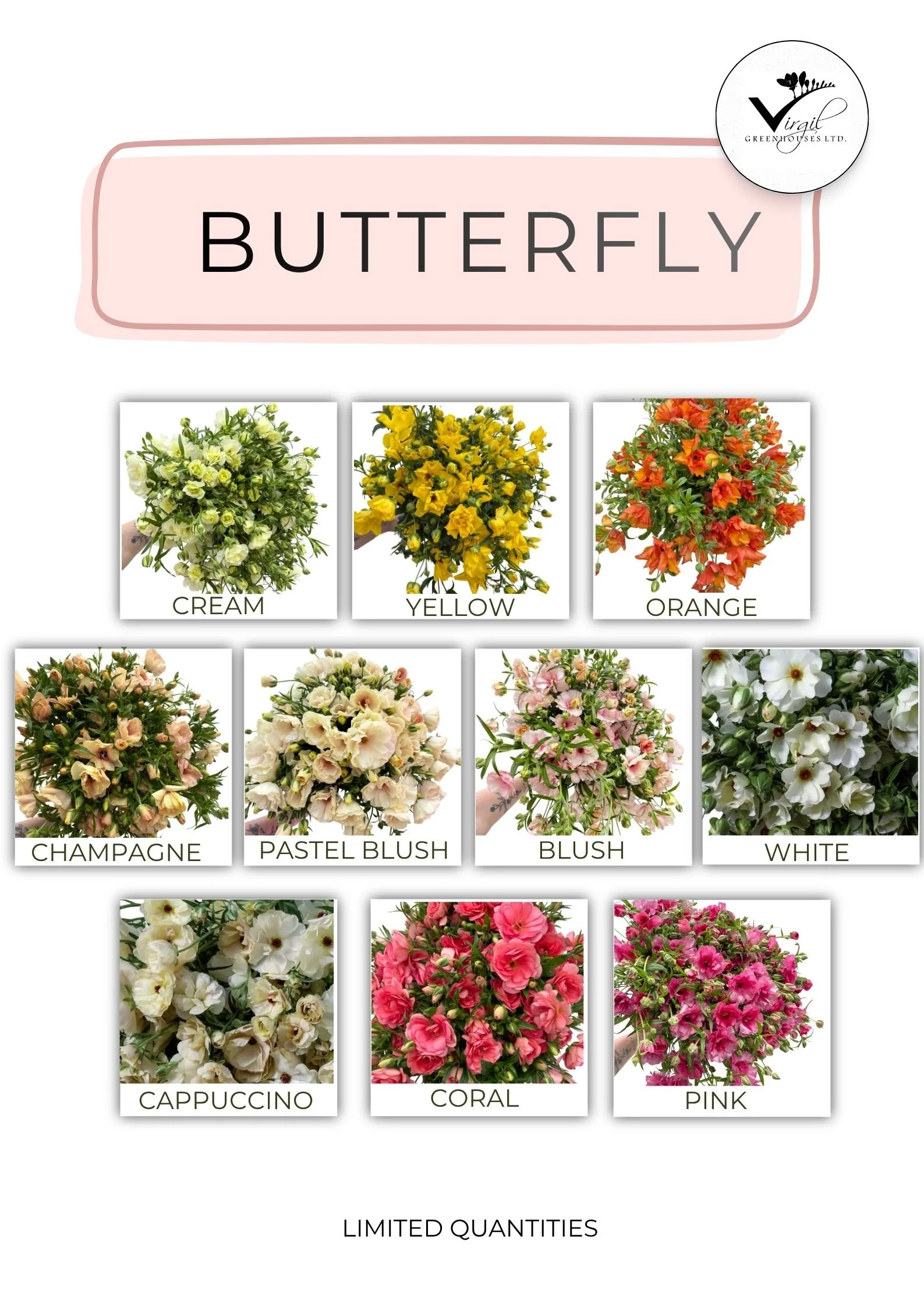 May 2026 Butterfly  (2).jpg