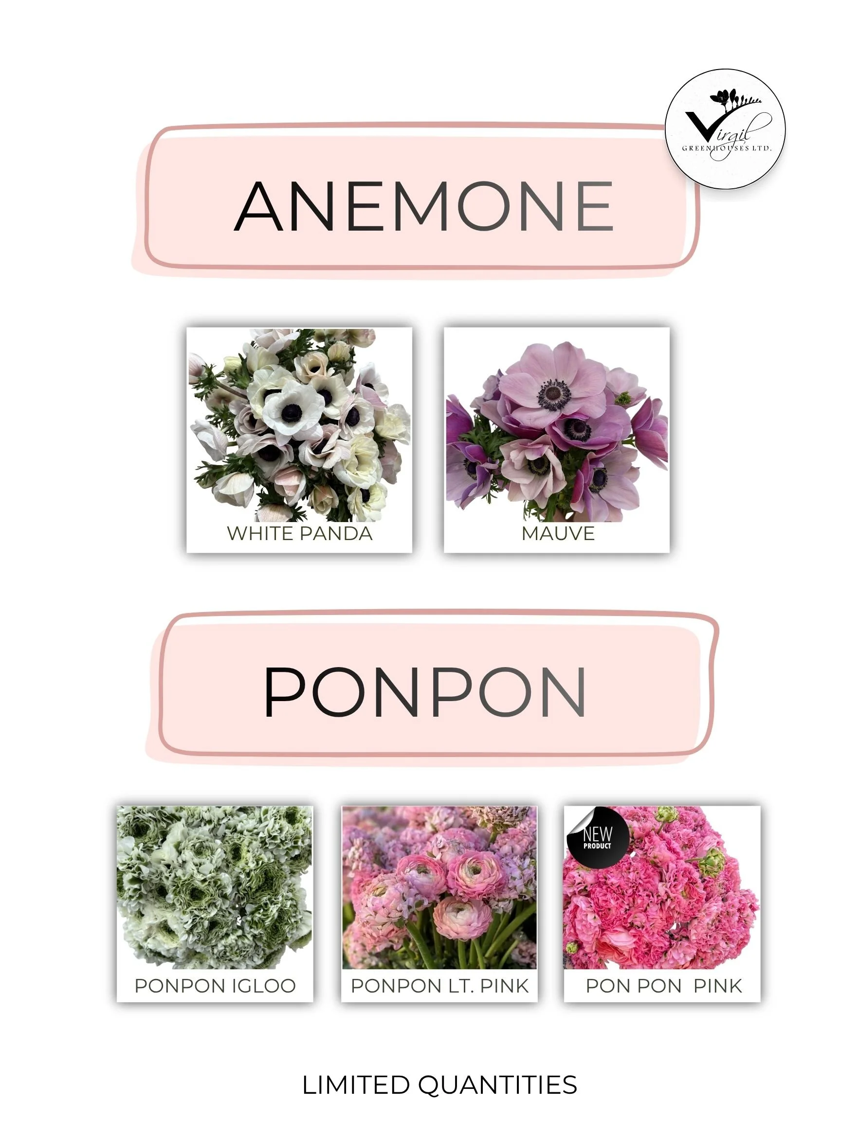 May Anemone  PonPon (1).jpg