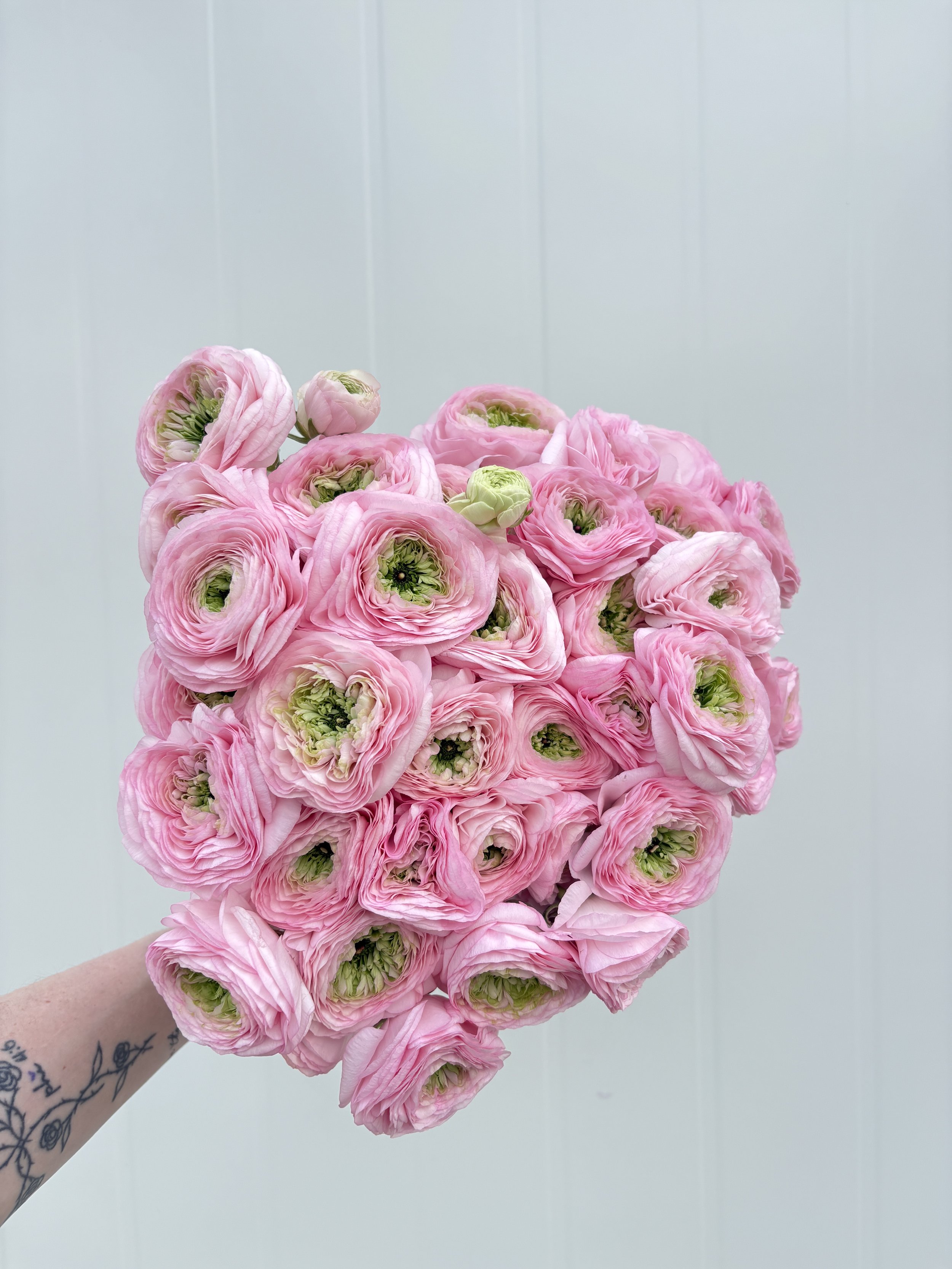 Light/Green Pink
