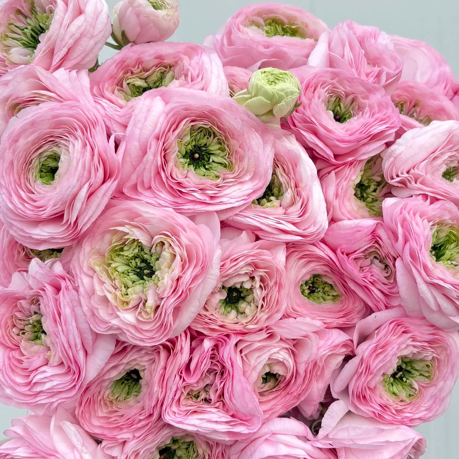 Light/Green Pink