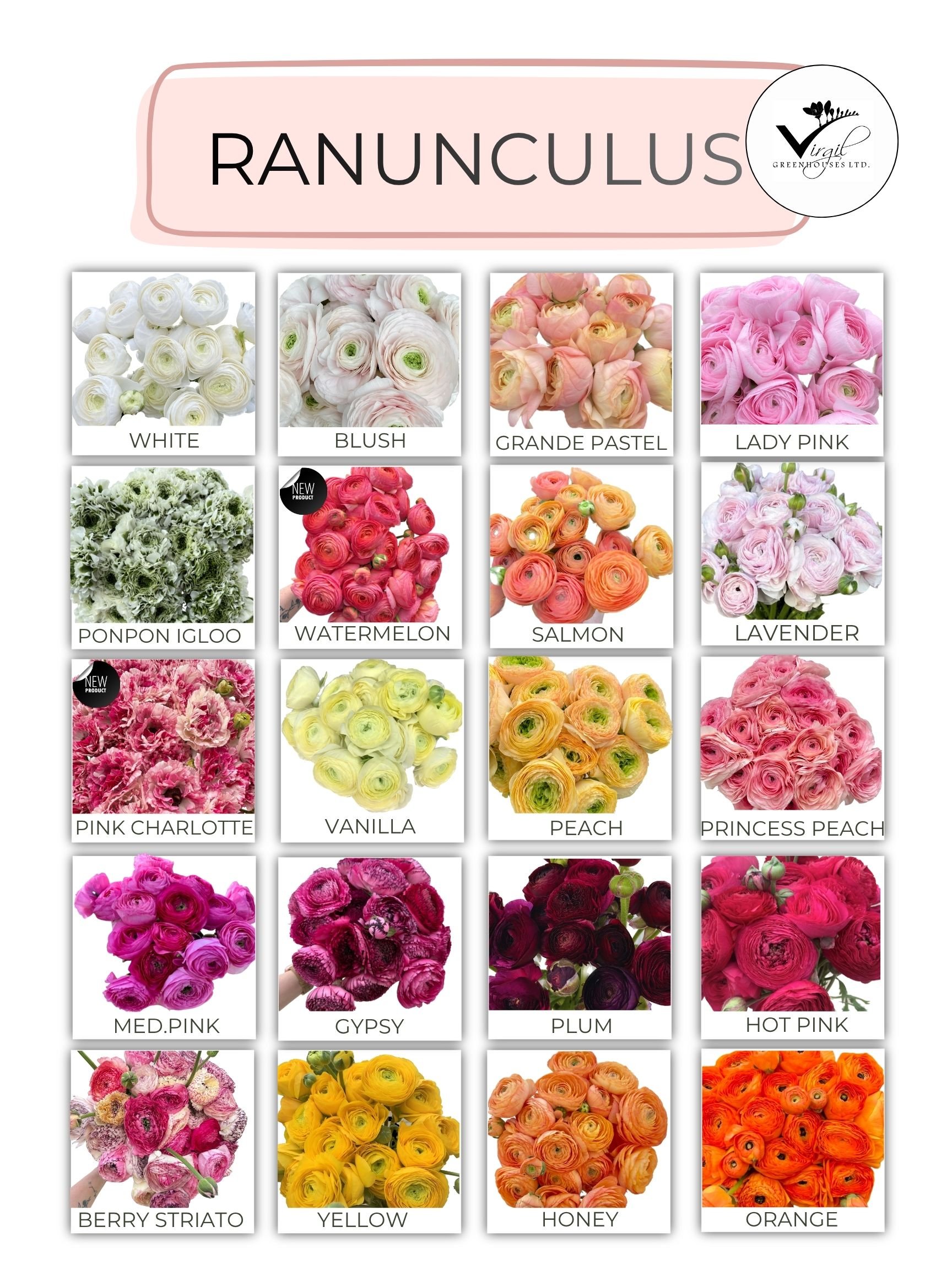 JUNE 2026 RANUNCULUS  (2).jpg