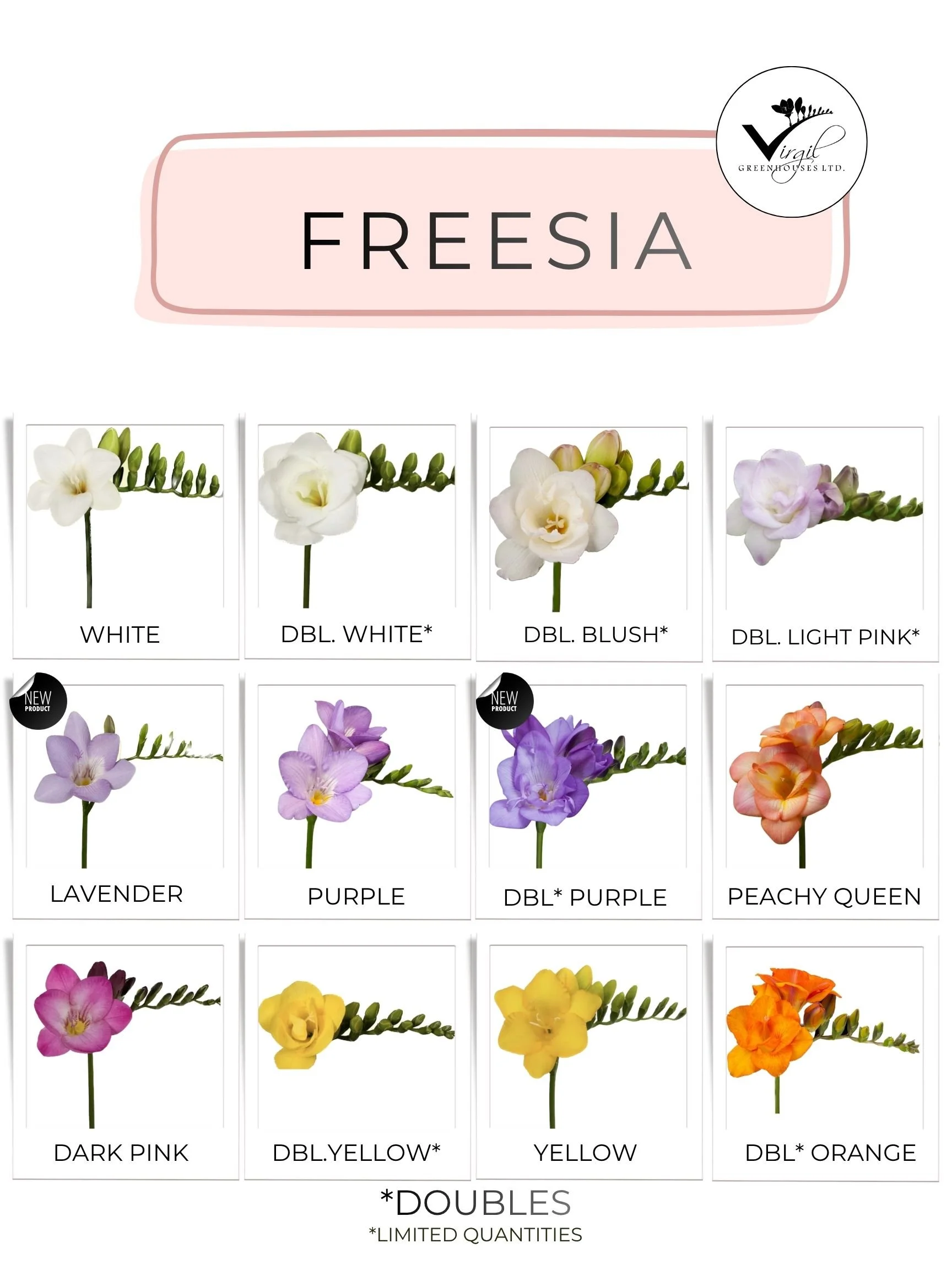 JUNE 2026  FREESIA .jpg