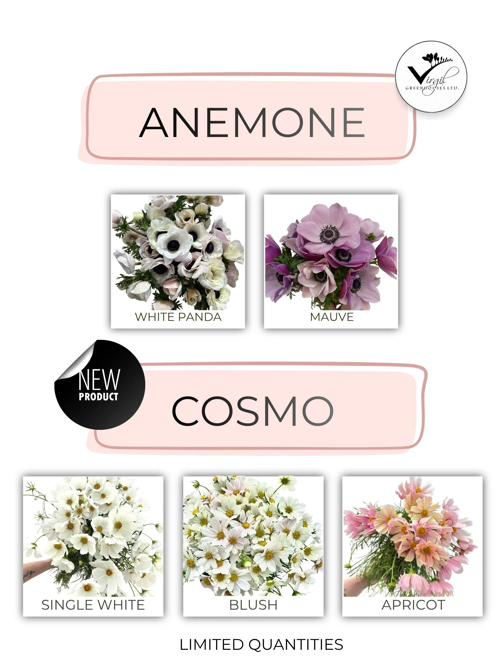 JUNE Anemone  Cosmo.jpg