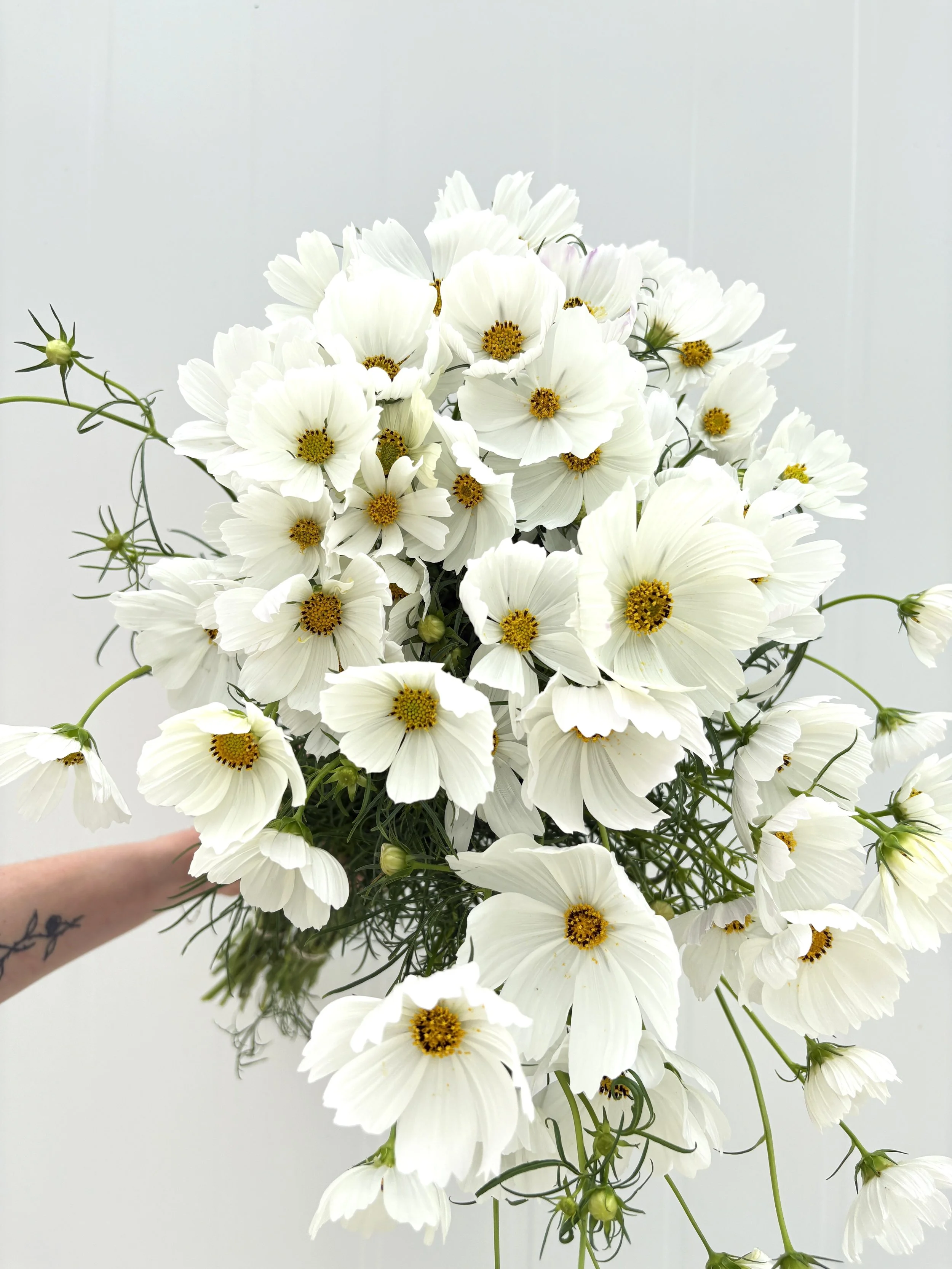 single white.JPG