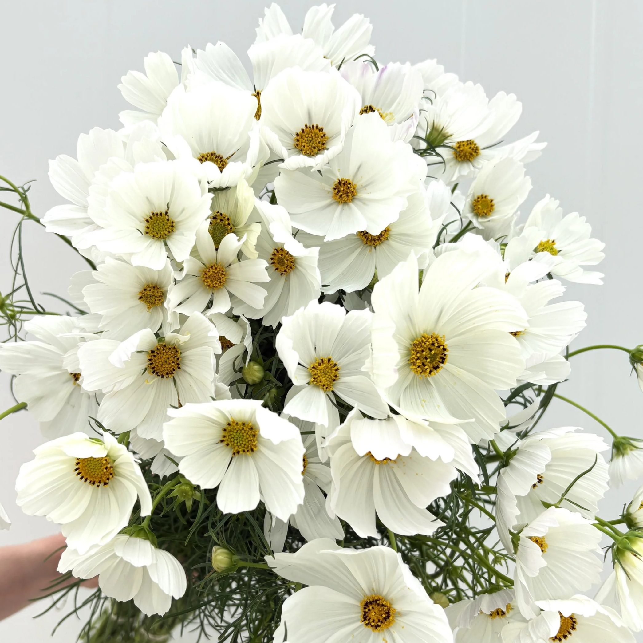 Single White