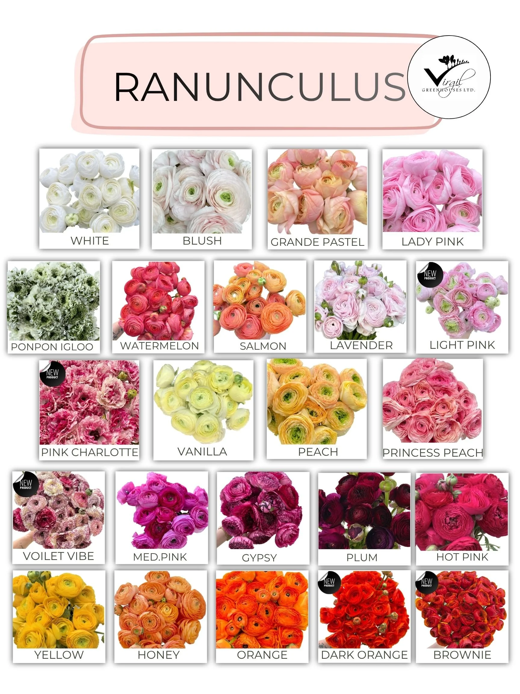 JULYAUGUST 2026 RANUNCULUS  (1).jpg