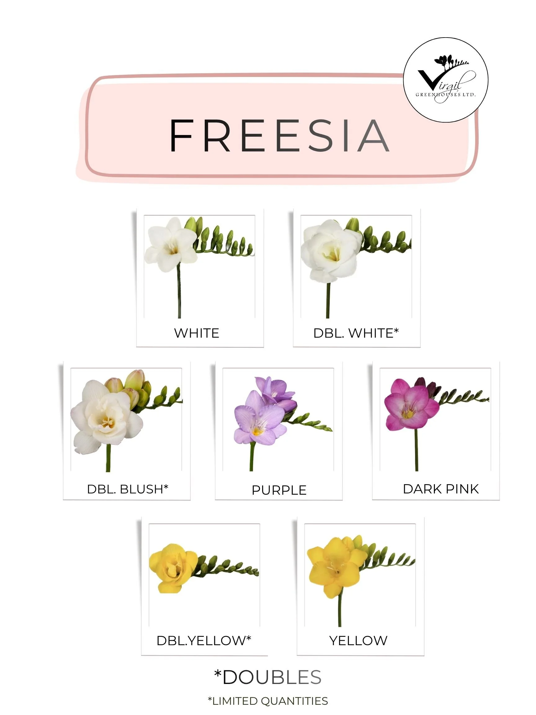 JULY AUGUST 2026  FREESIA .jpg