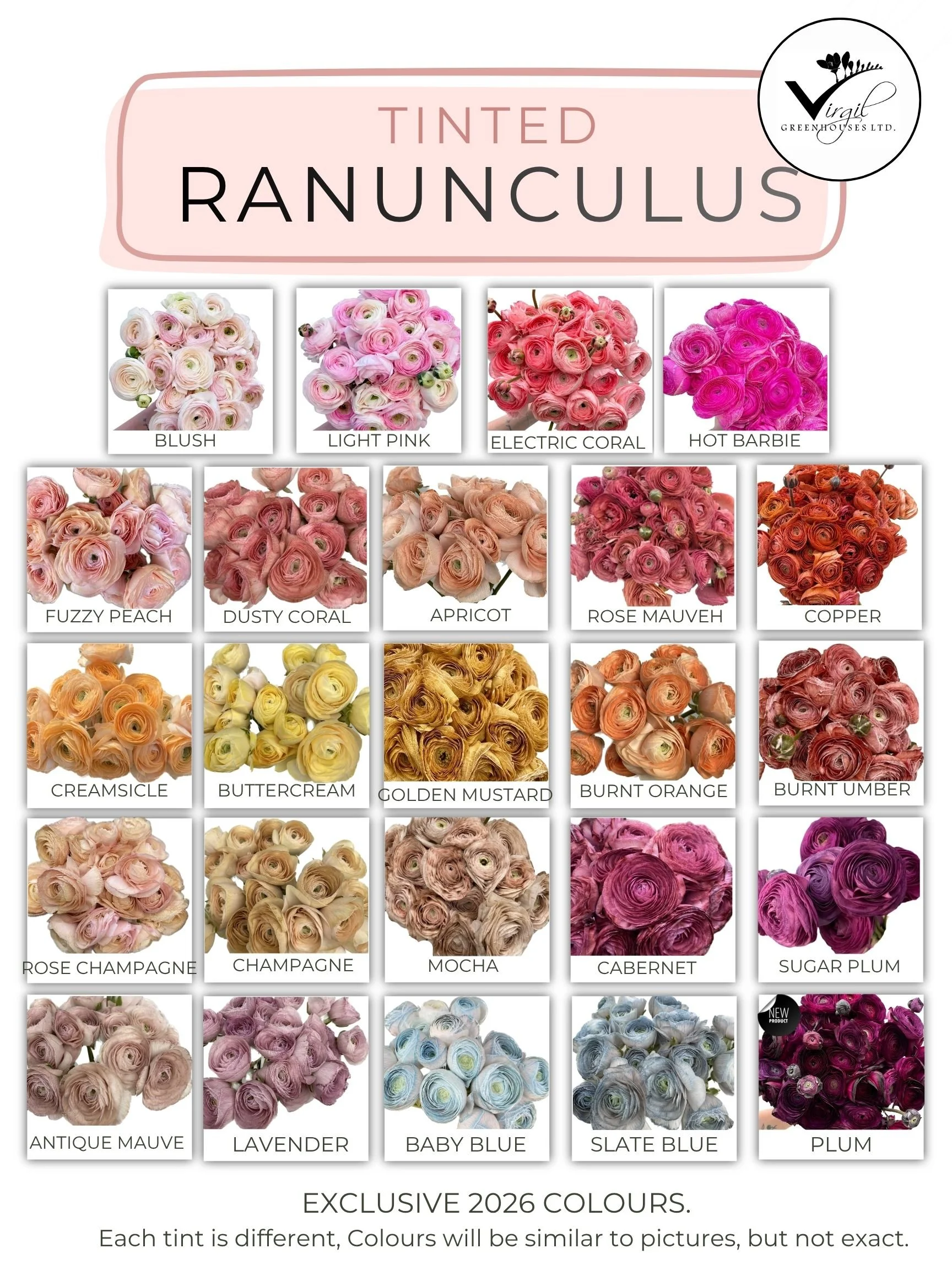 2026 JULYAUGUST Tinted Ranunculus.jpg