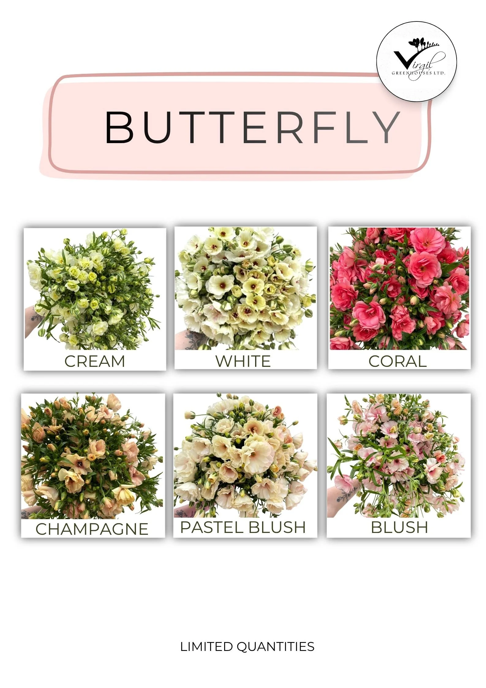 JULYAUGUST 2026 Butterfly .jpg
