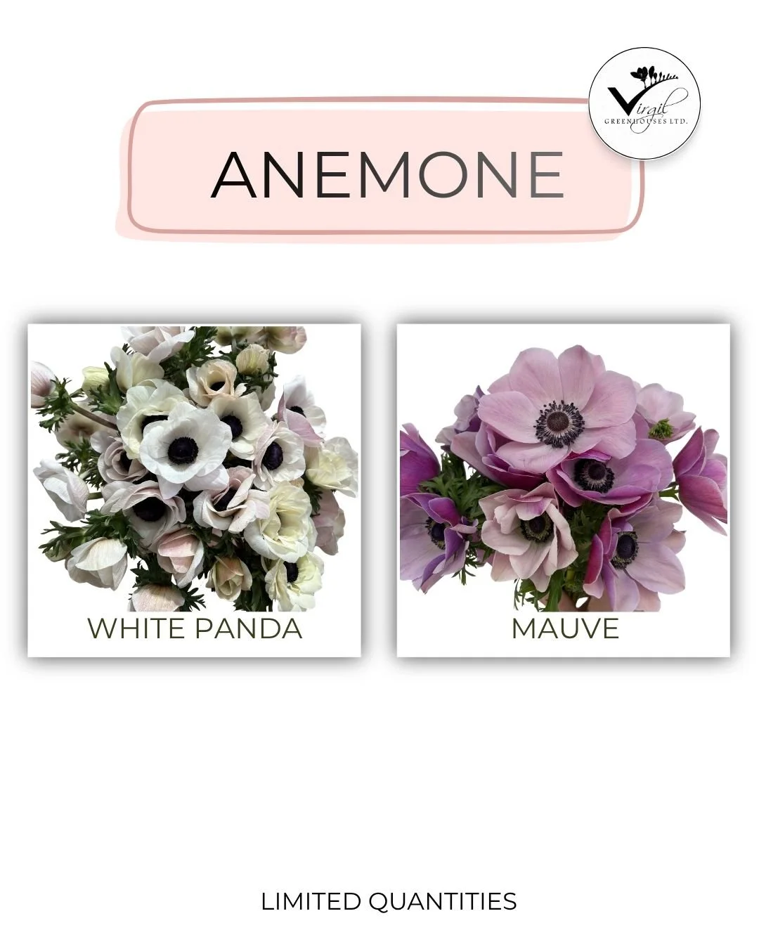 Anemone August 2026.jpg