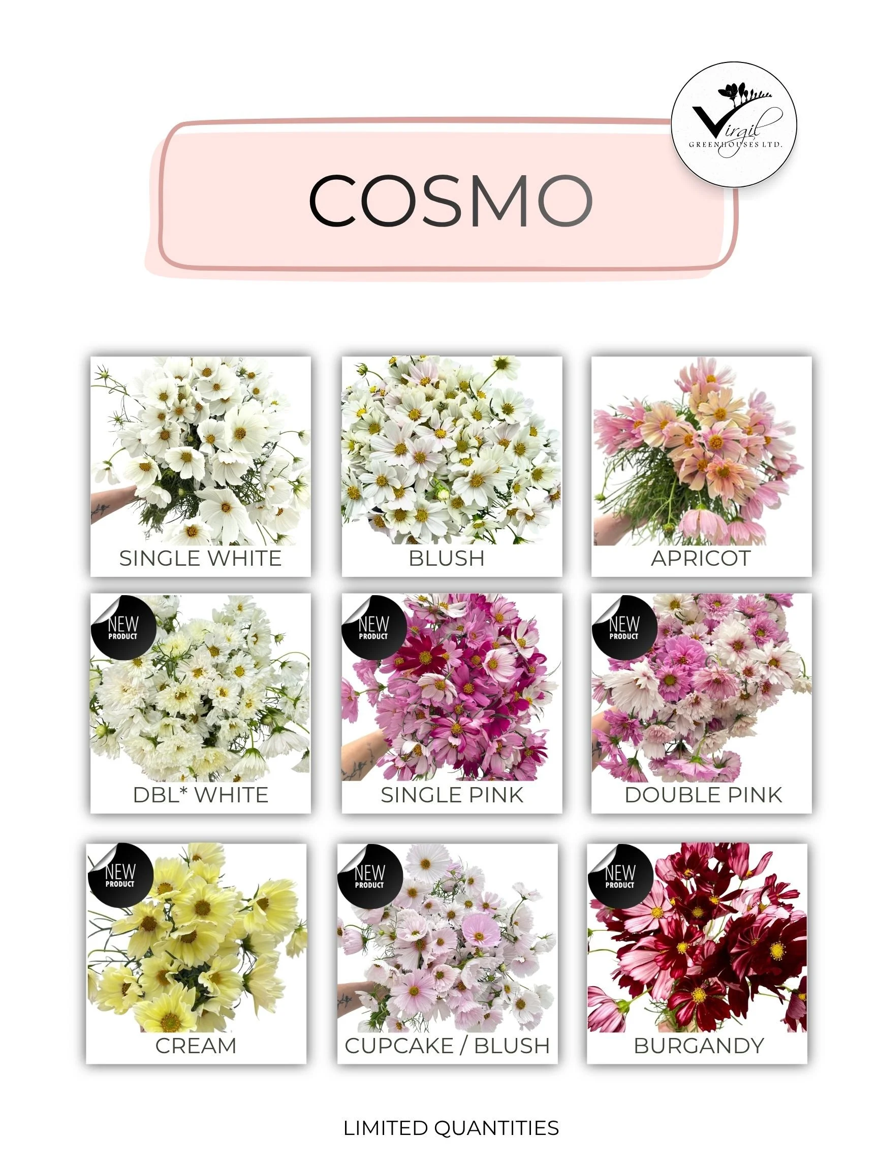 COSMO AUGUST 2026.jpg