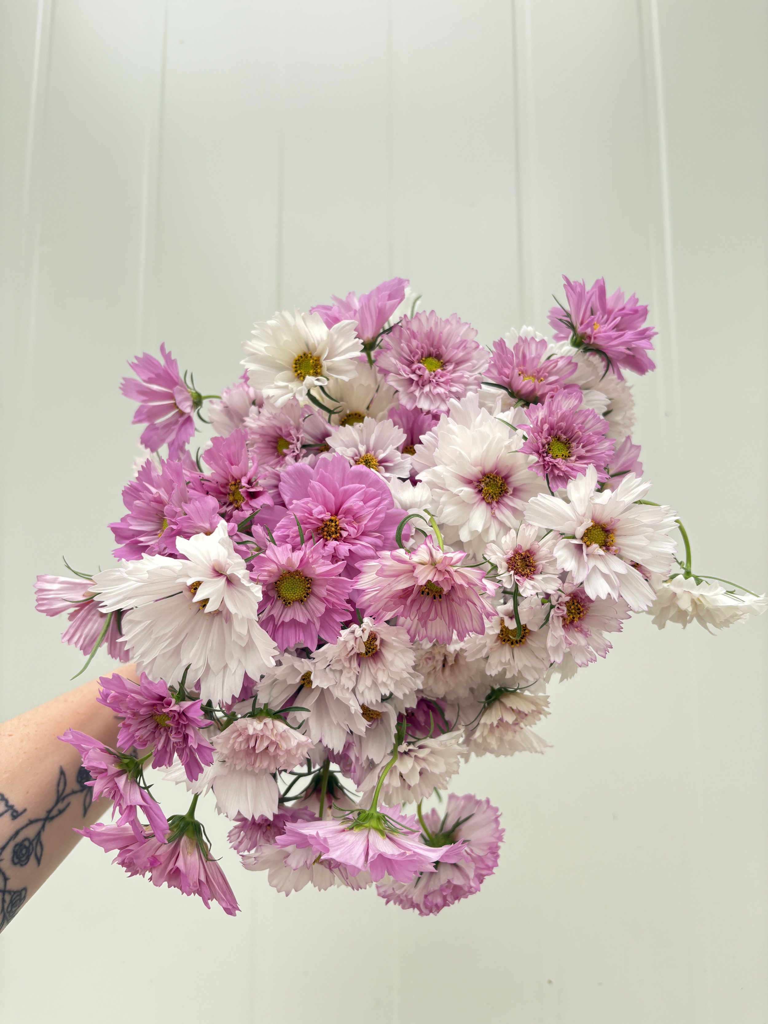 Double Pink