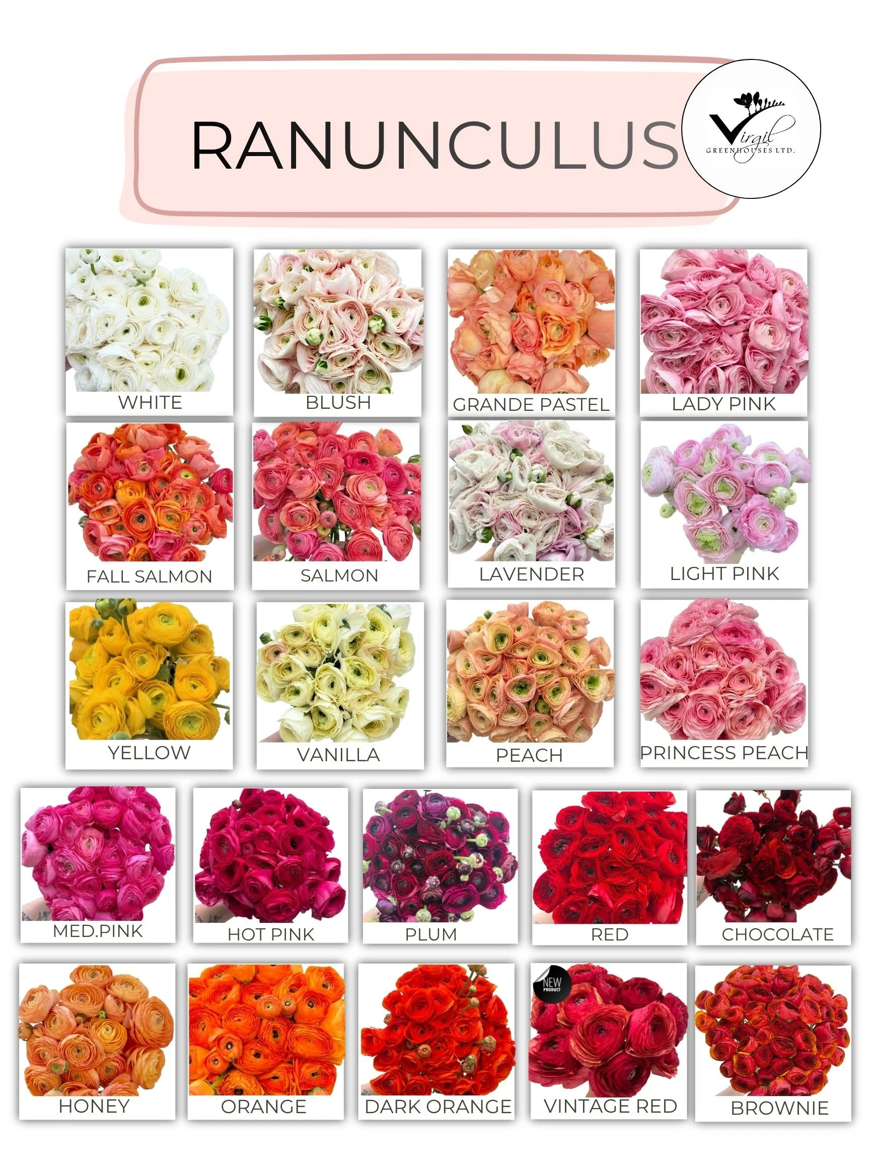 RANUNCULUS SEPTEMBER 2026 (2).jpg