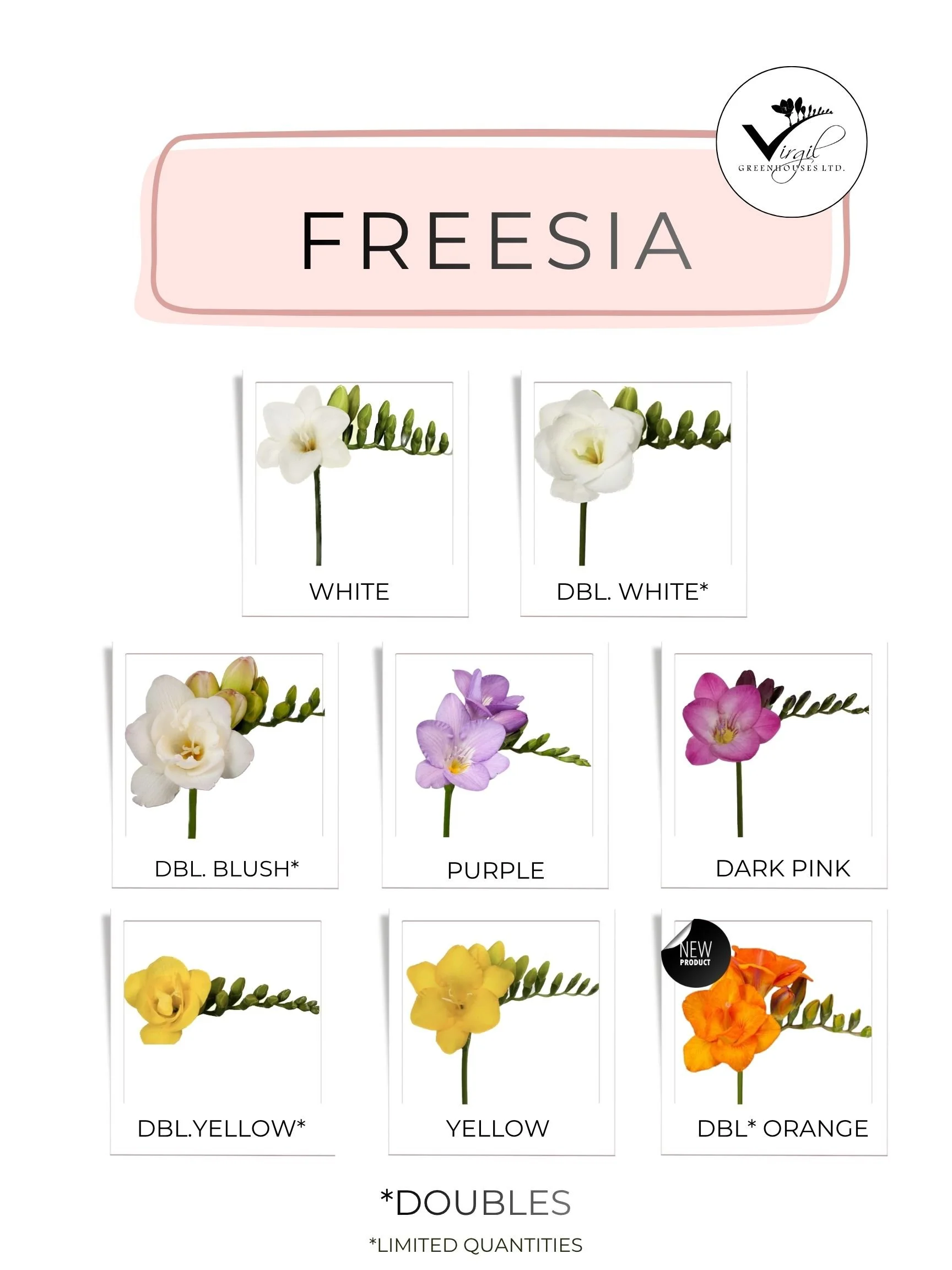 FREESIA SEPTEMBER 2026.jpg