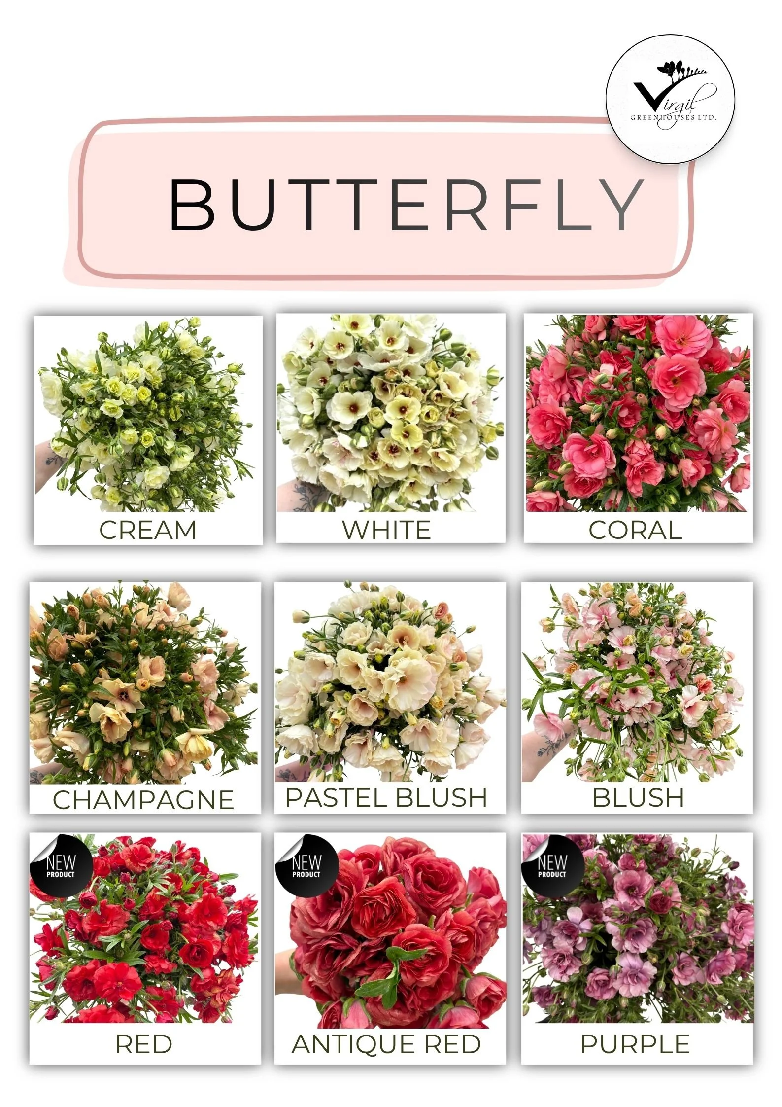 BUTTERFLY SEPTEMBER 2026  (1).jpg