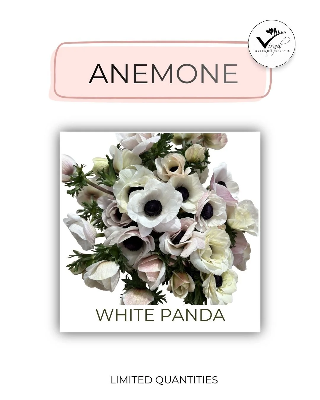 ANEMONE SEPTEMBER 2026.jpg