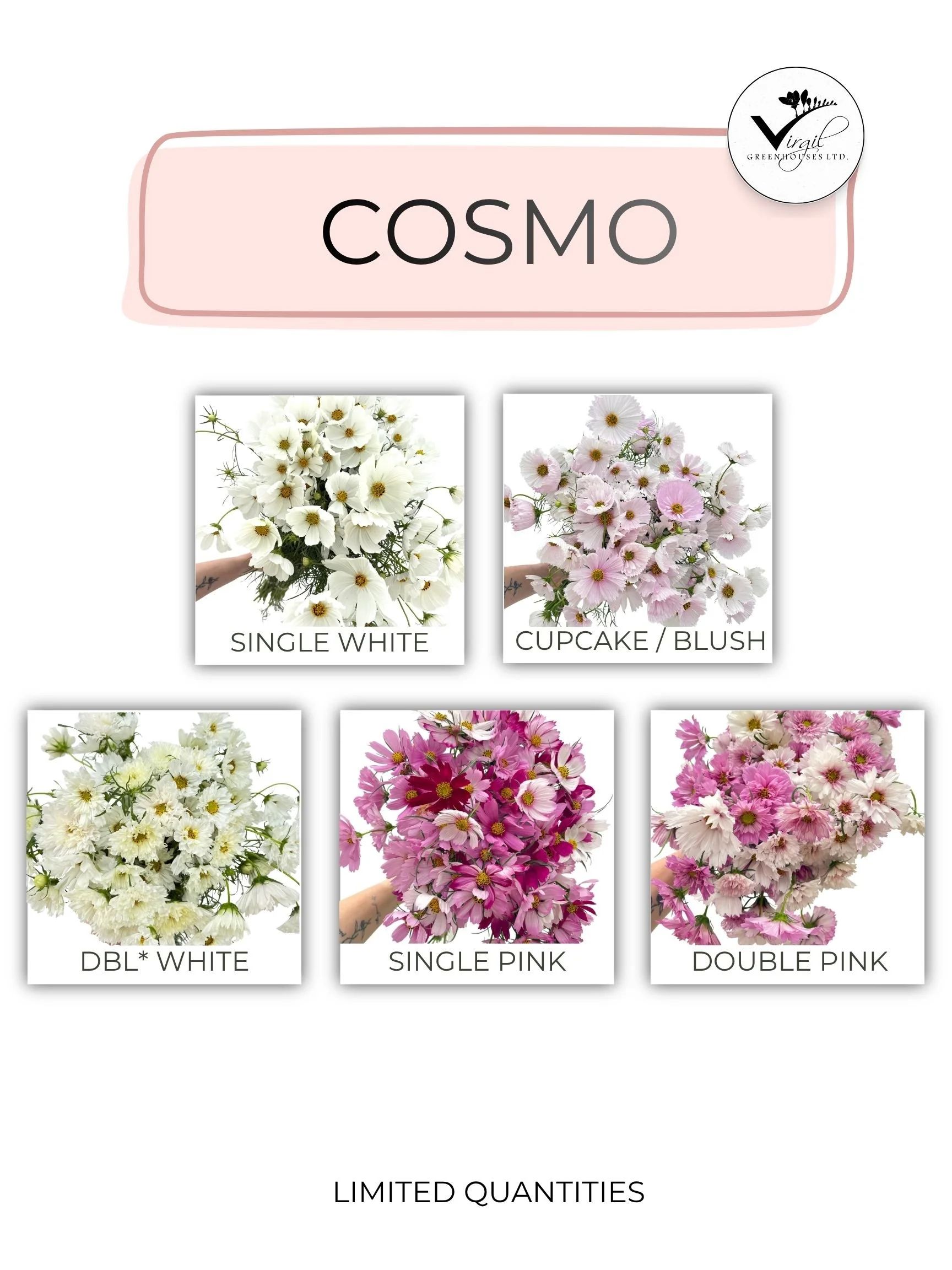 COSMO SEPTEMBER 2026 (1).jpg