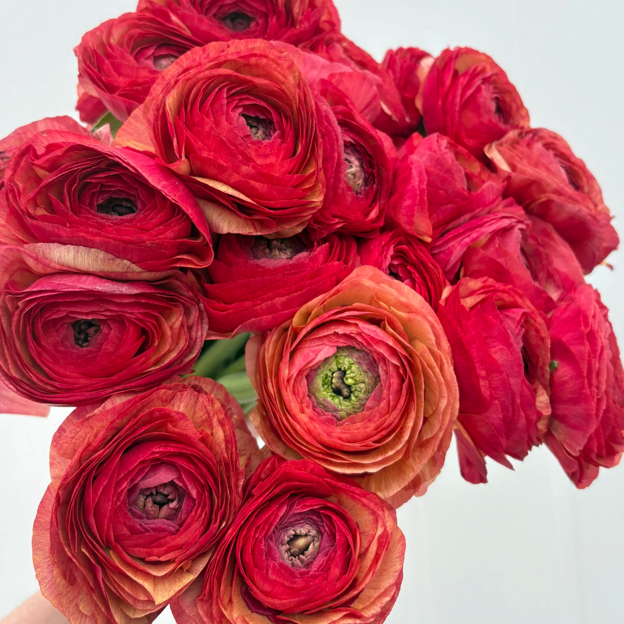 Antique Red