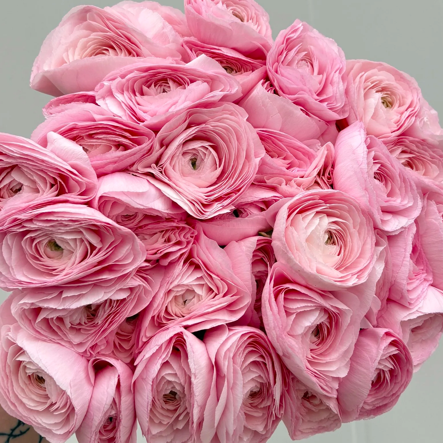 Lady Pink