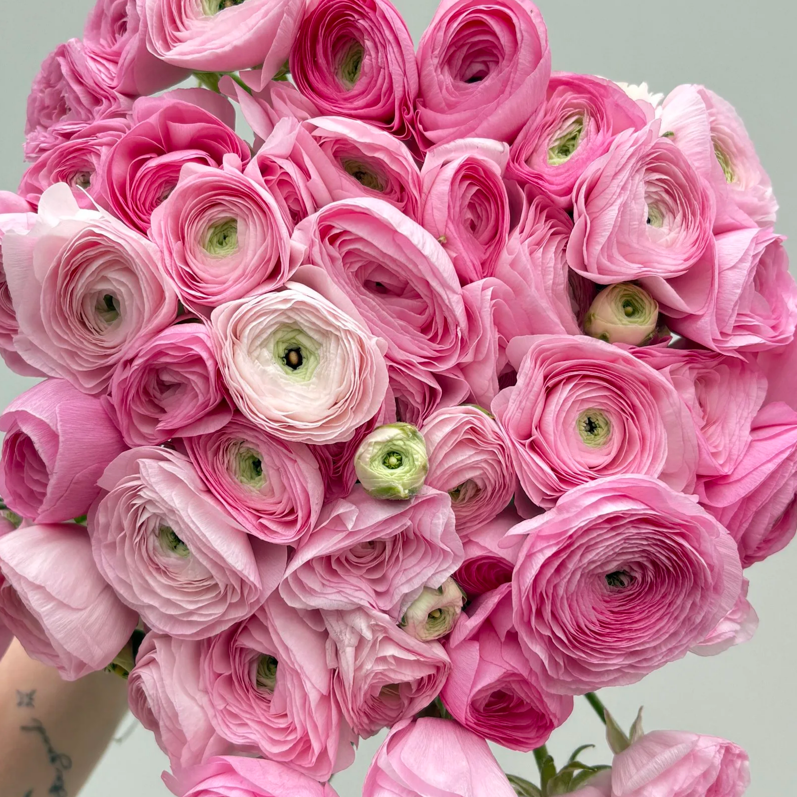 Light Pink