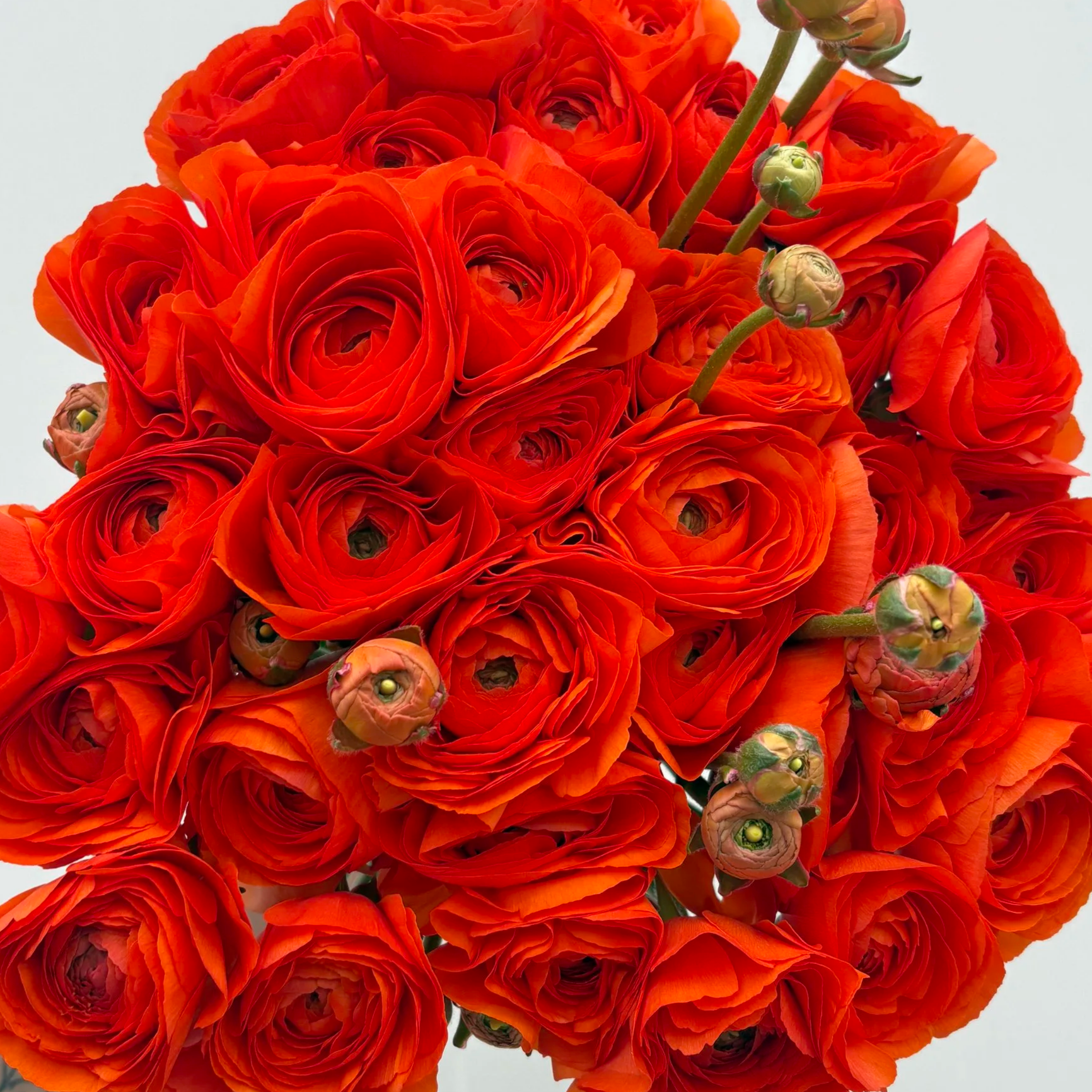 Dark Orange