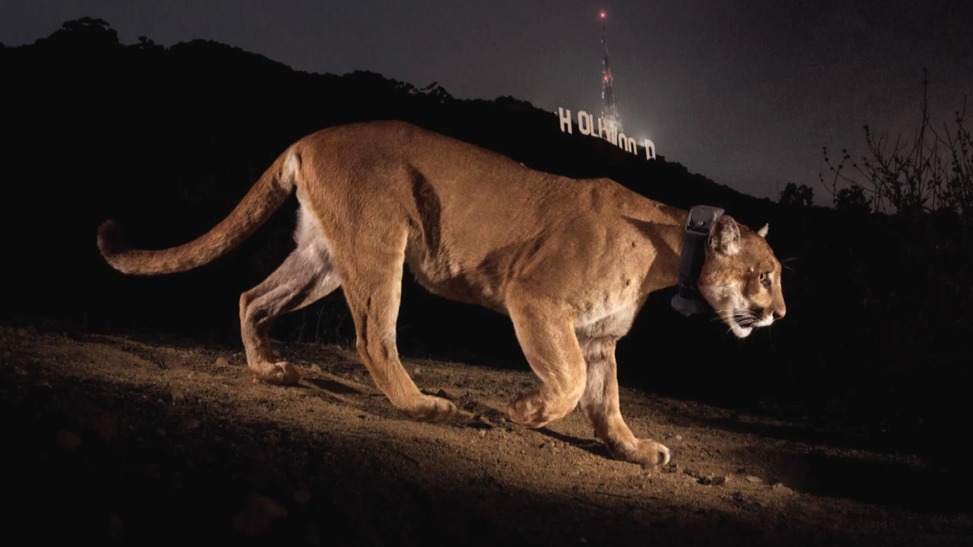 P22 photographed by National Geographic