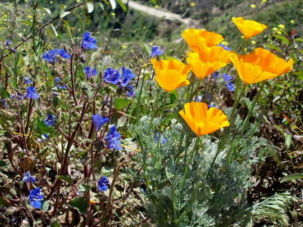 poppies.jpg