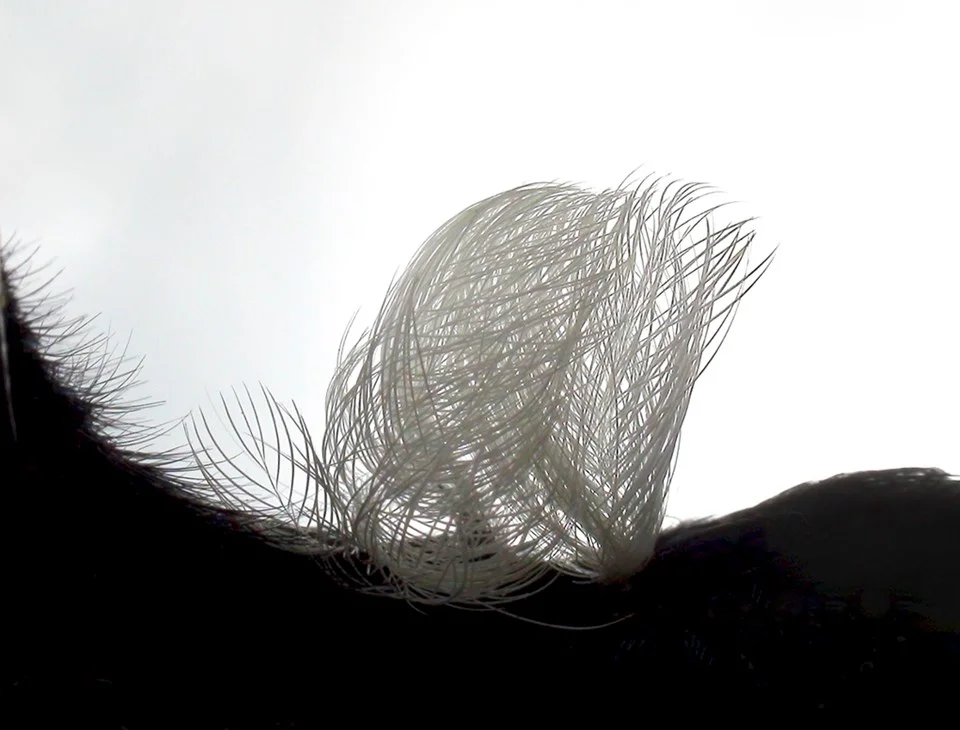 Wilderness, Water and Wind