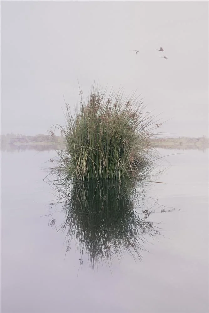 Kate van der Drift, Juncus Pallidus, Horseshoe Bend , 2018, archival pigment print on matte photo rag, edition of 5, 814mm x 1220mm