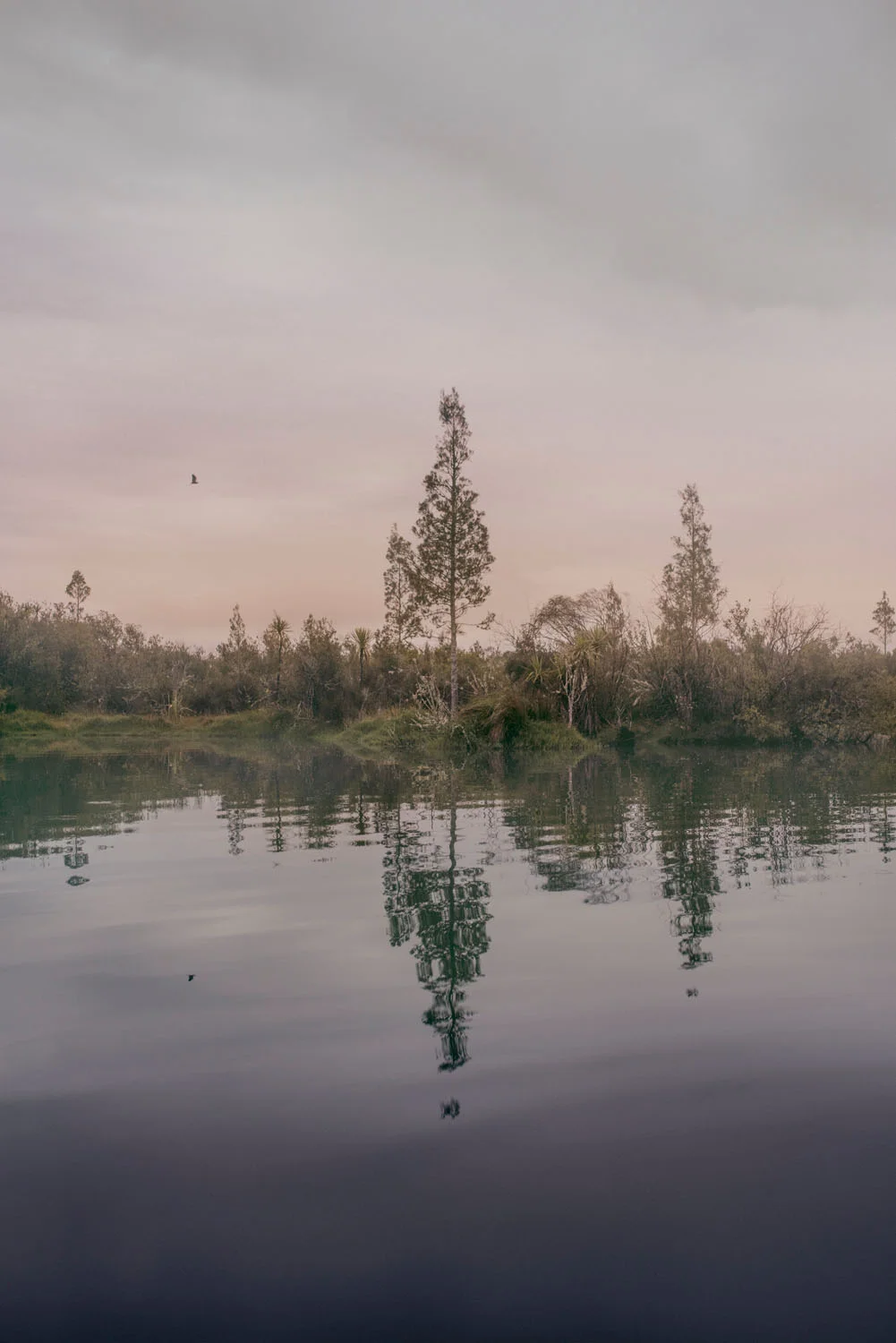 Kate van der Drift , Young Kahikatea, Northern Large Pond , 2018, archival pigment print on matte photo rag, edition of 5, 1220mm x 814mm