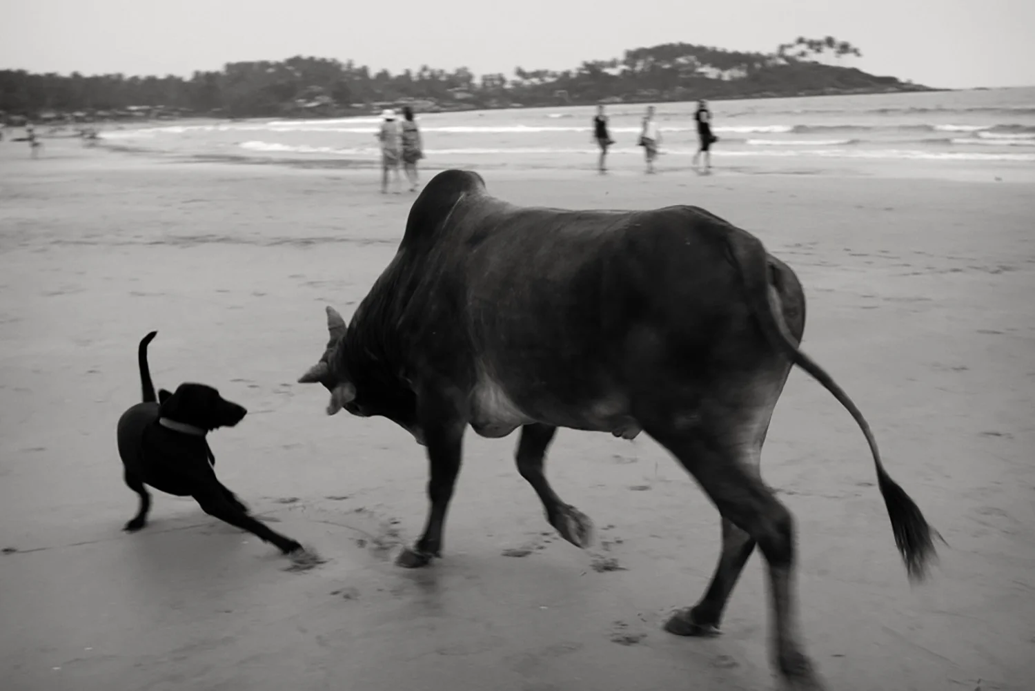 Julian Ward Cow and Dog. Palolem Beach, Goa, India 2012