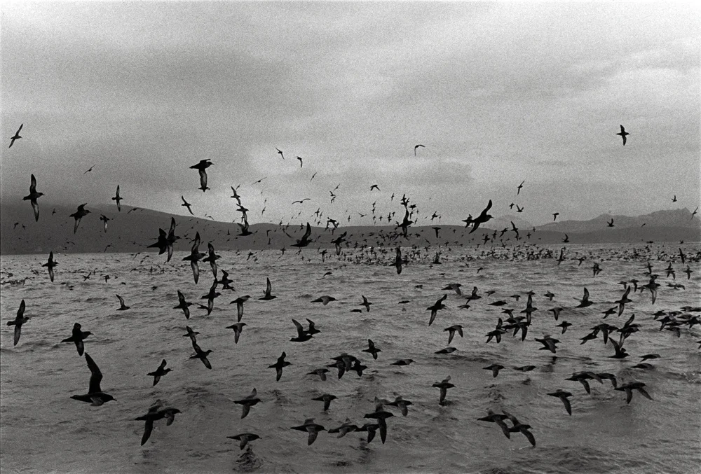 ConnewMuttonbirds1.jpg