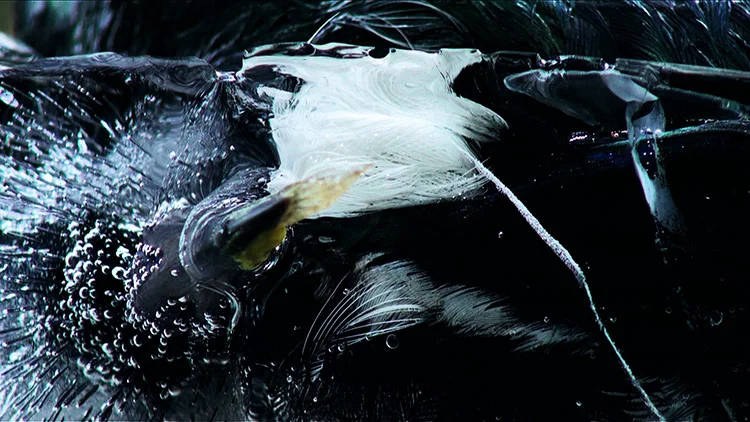 Denise Batchelor, Momento Mori, HD Video, 2 mins x 20 secs