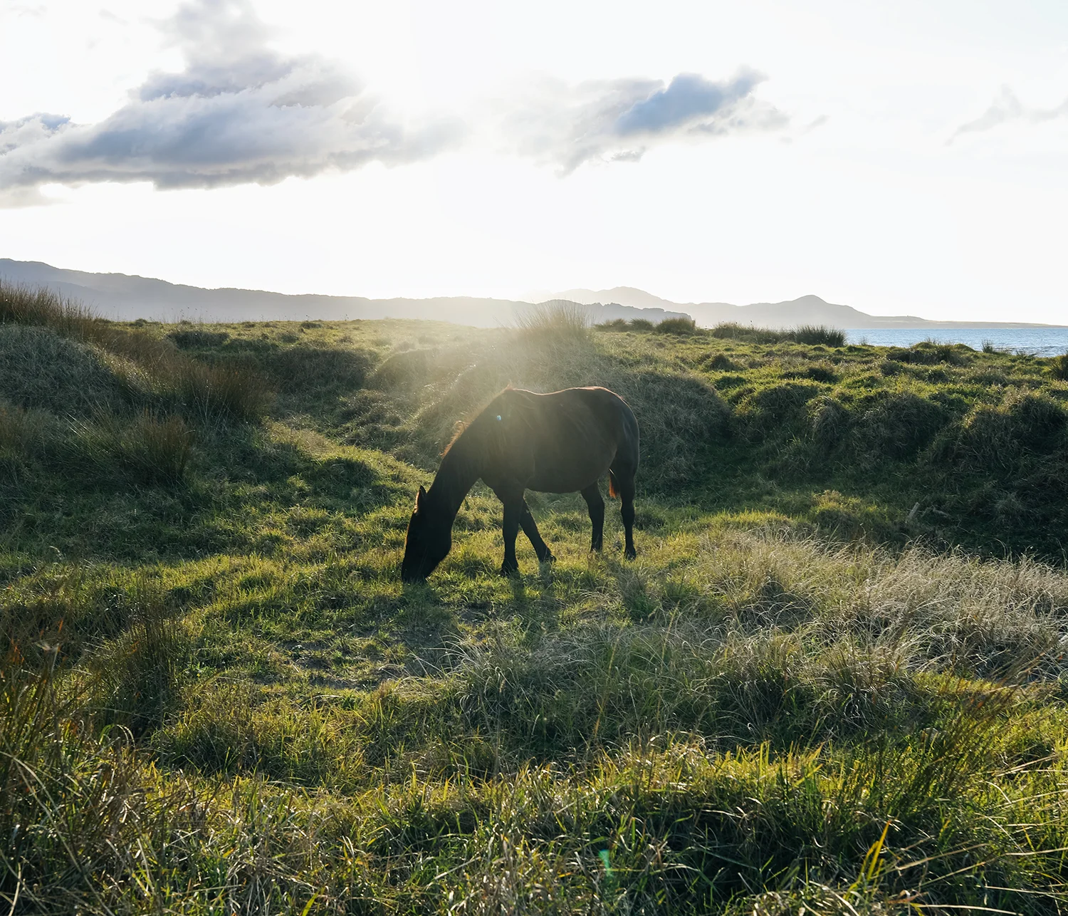Chevron Hassett, Ngā Taukaea