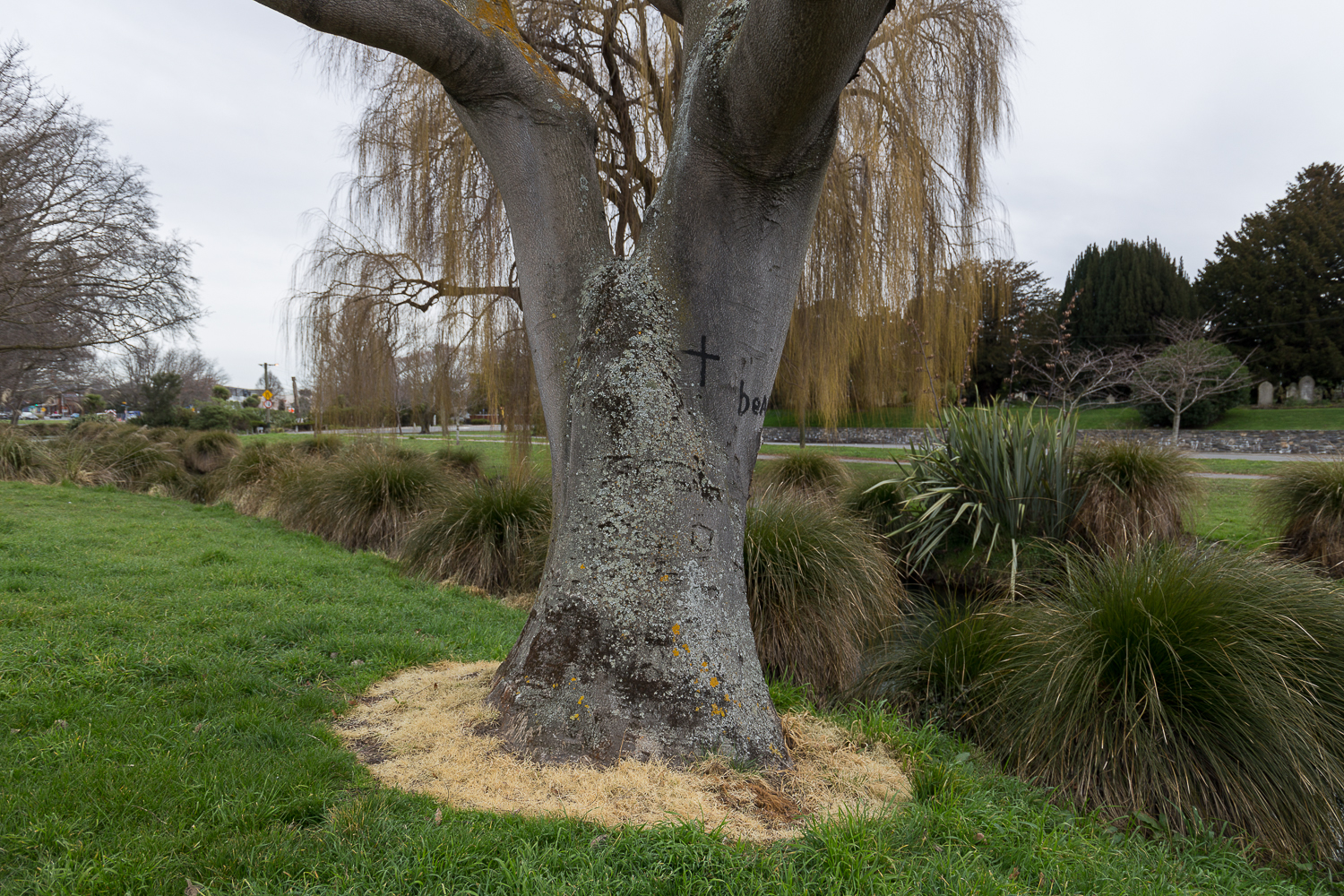  Arabella Spoors,  Barbadoes Street Cemetery, Puari pā, Bloodlines  