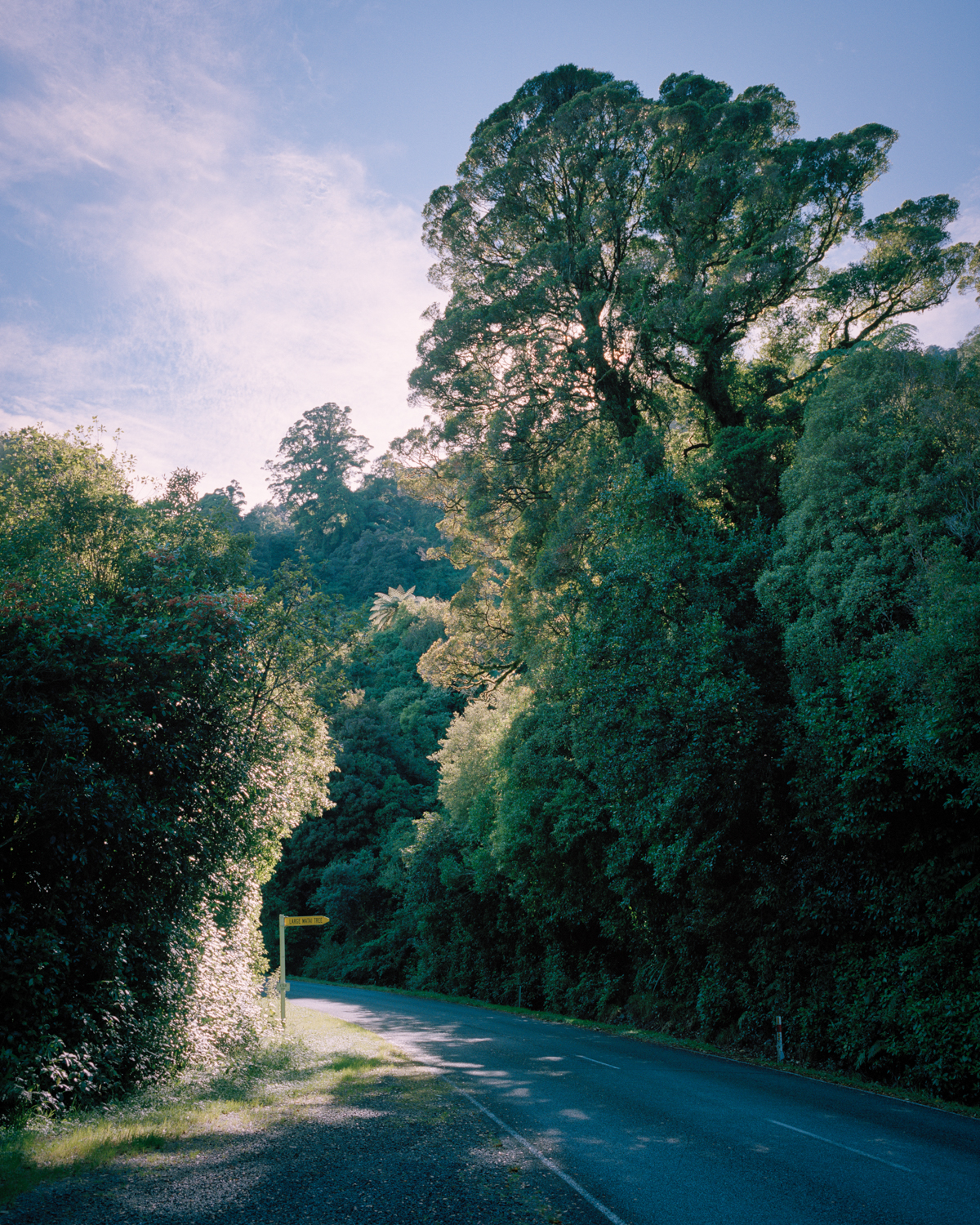 Hannah Watkinson. Large Matai Tre e, Karamea Highway, 2016, from The Near Future
